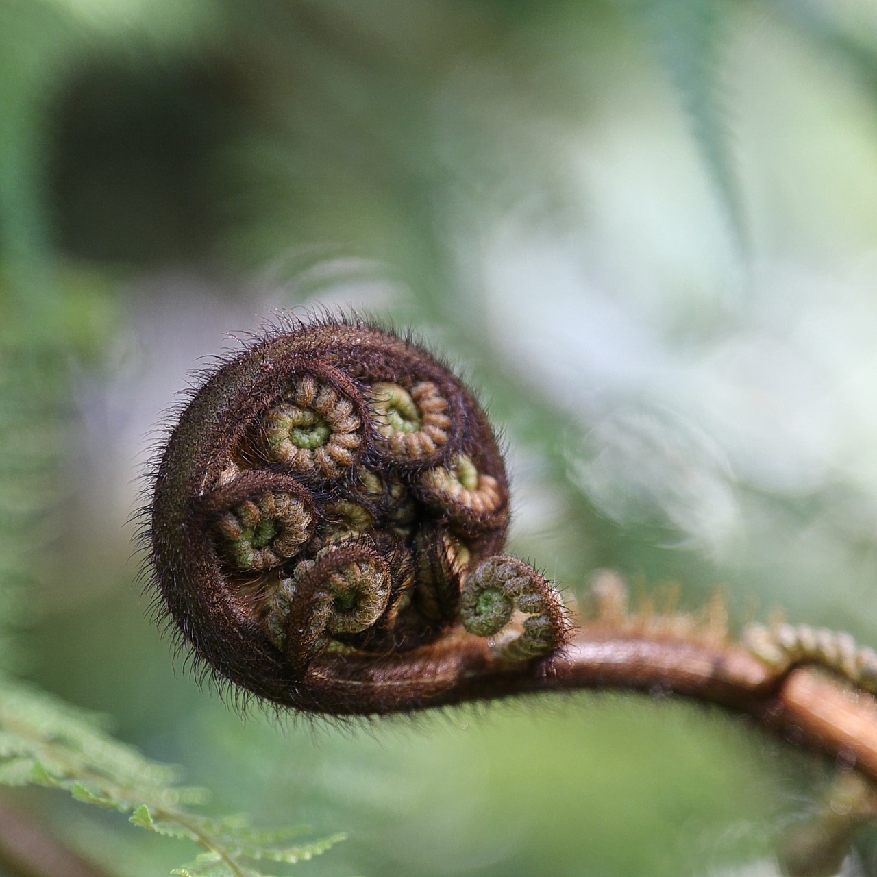 fern emergent macro free photo