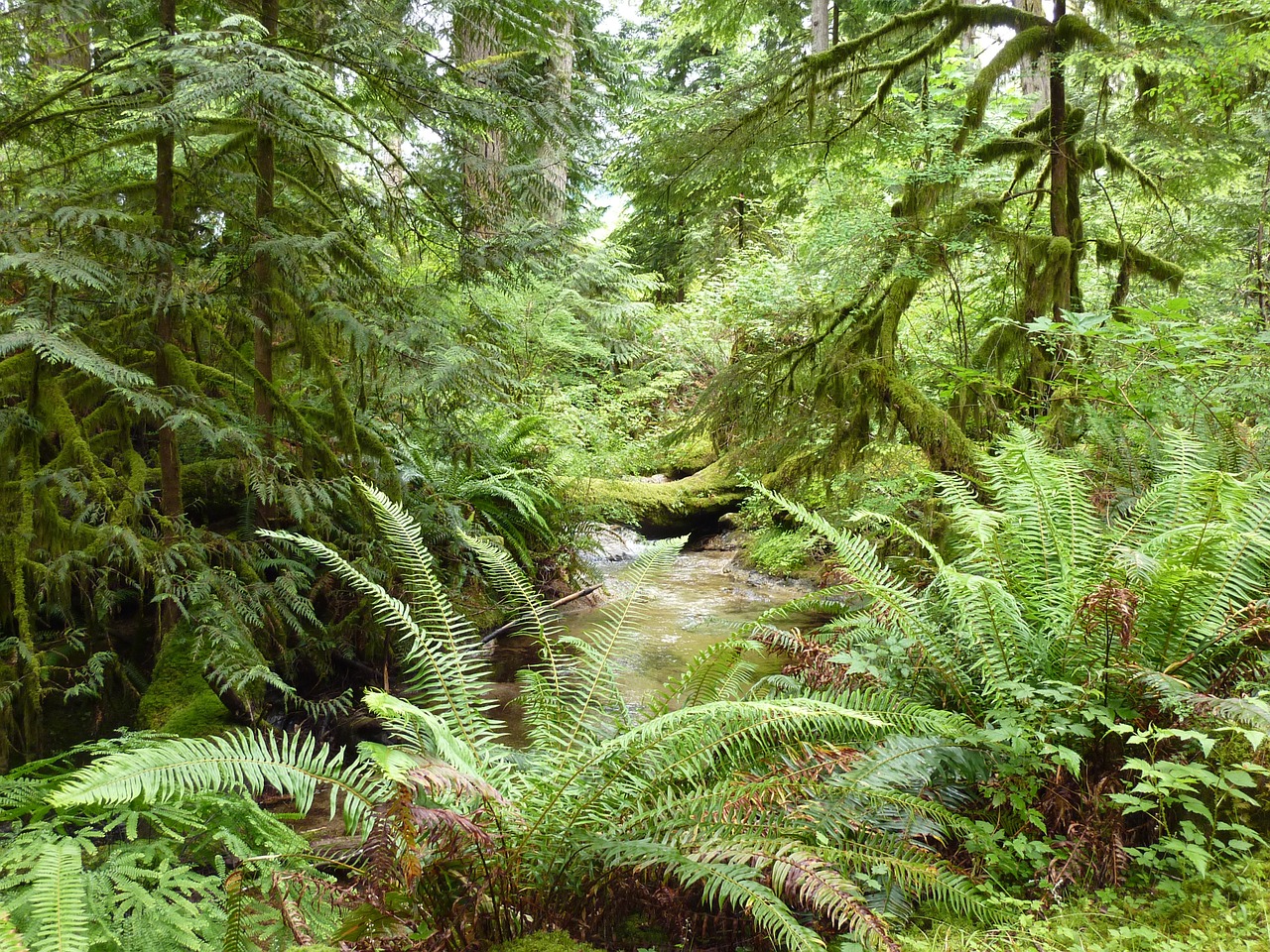 fern rainforest nature free photo