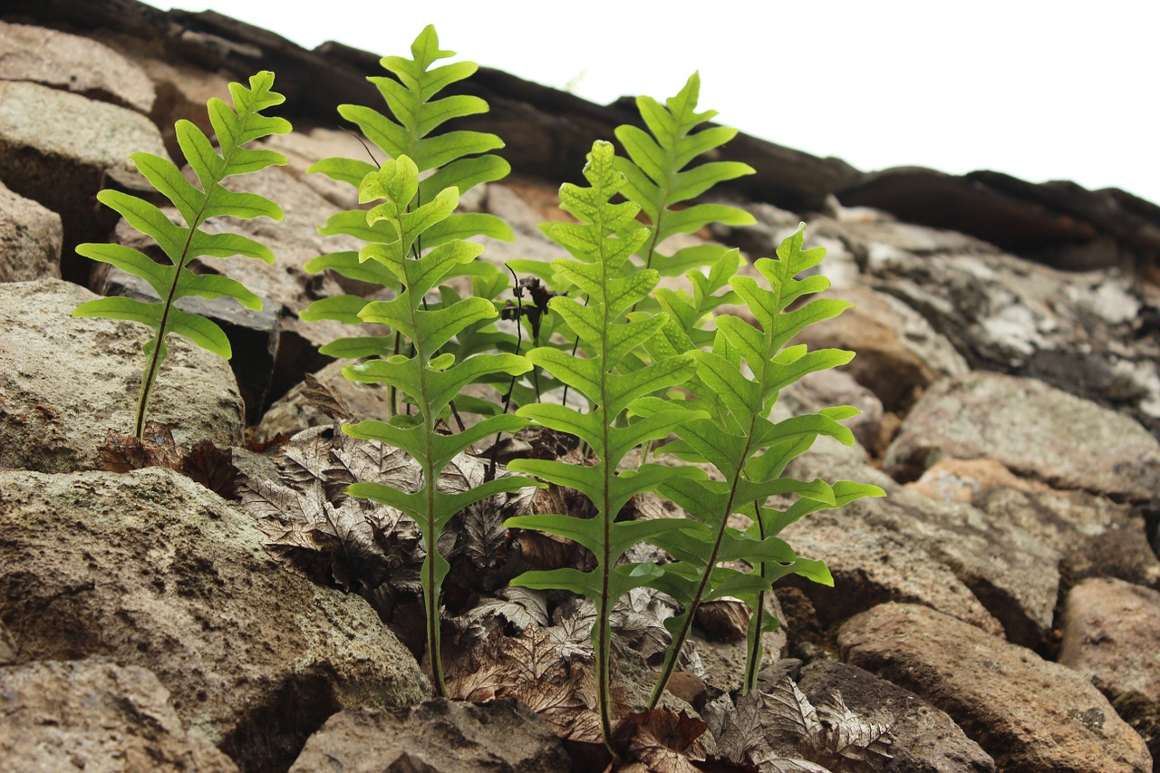 fern stone plant free photo