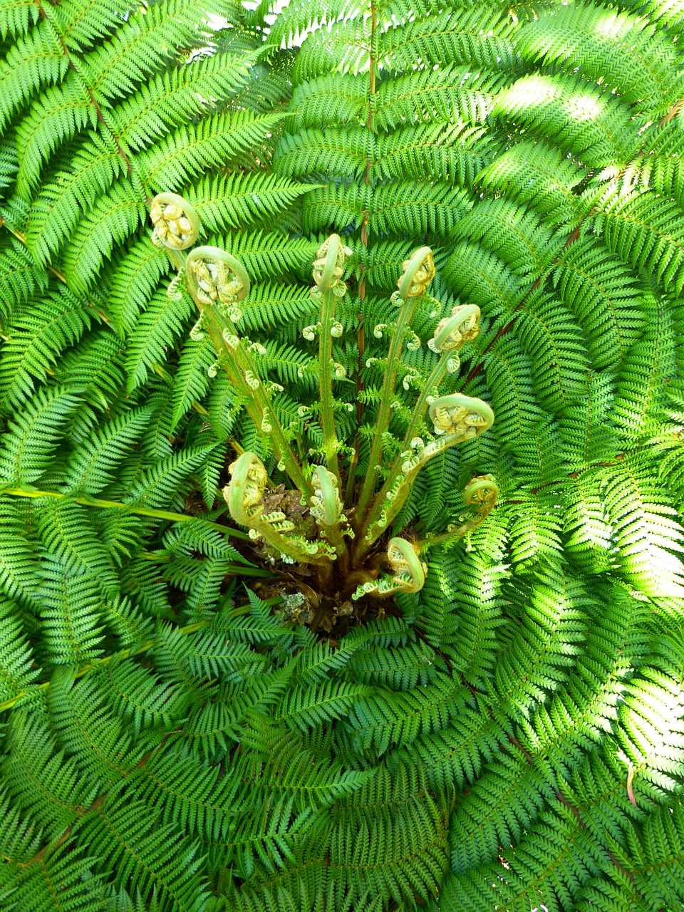 fern plant fiddlehead free photo