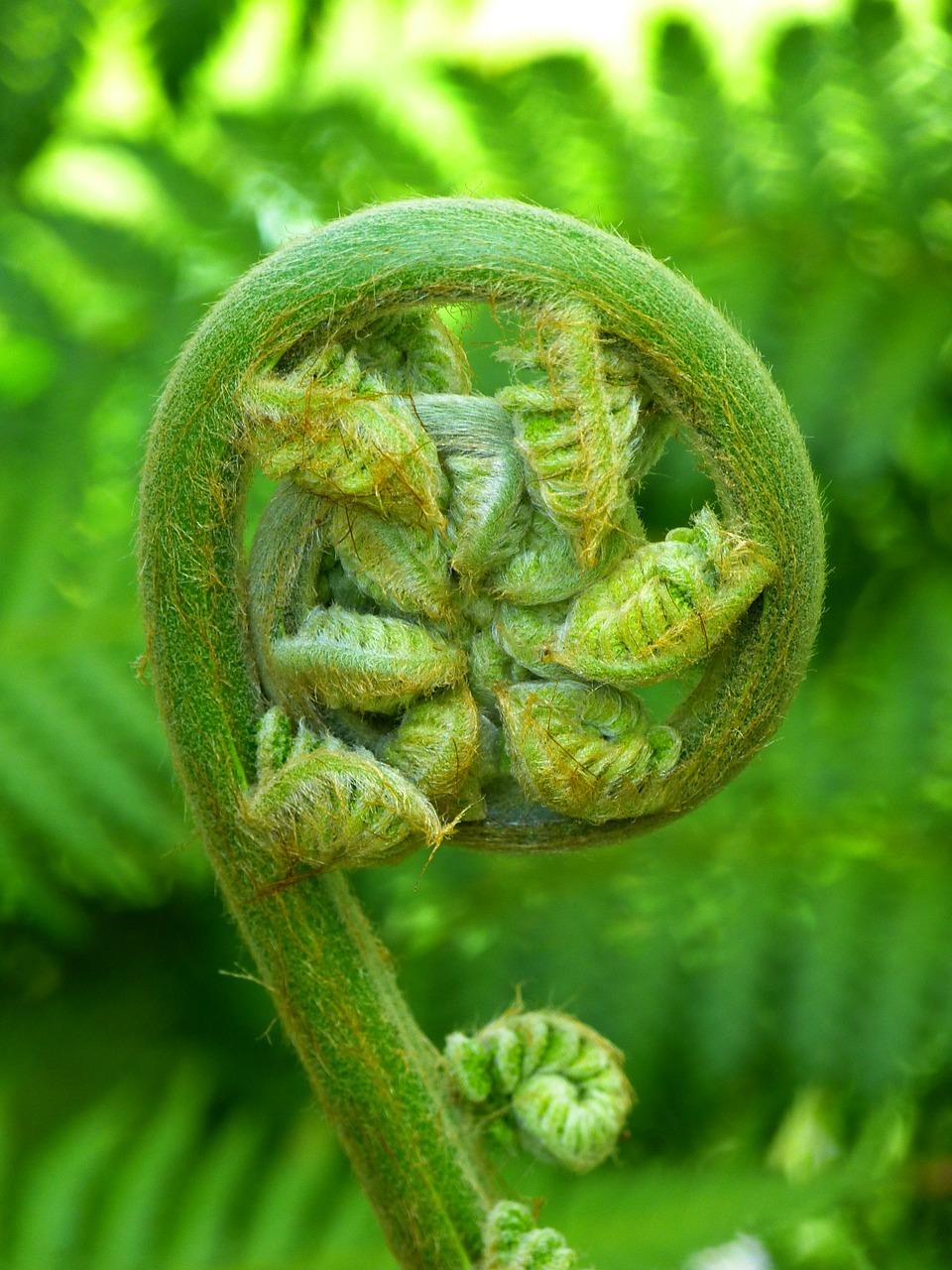 fern plant fiddlehead free photo