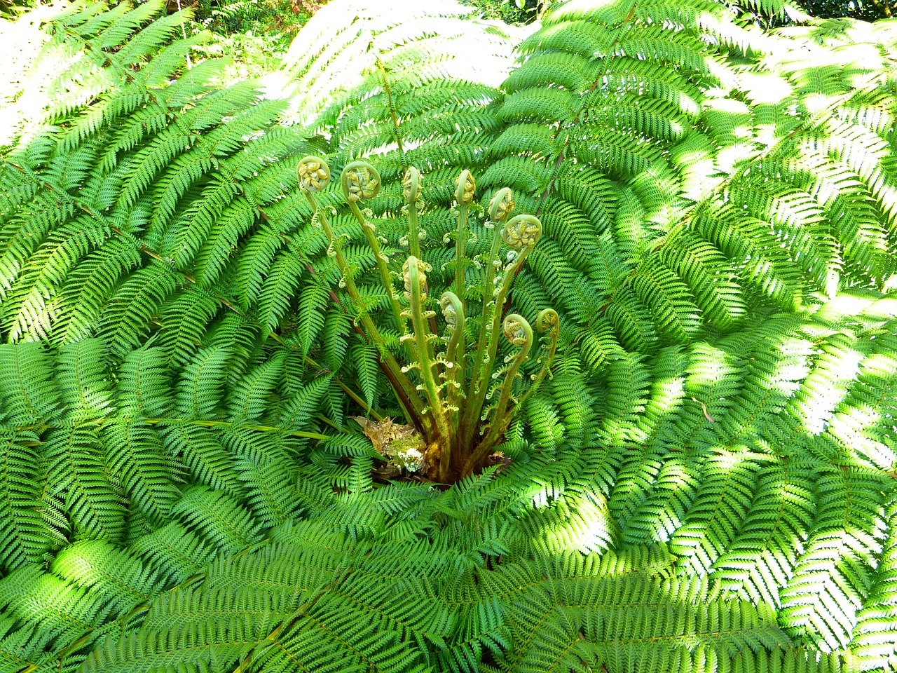 fern plant fiddlehead free photo