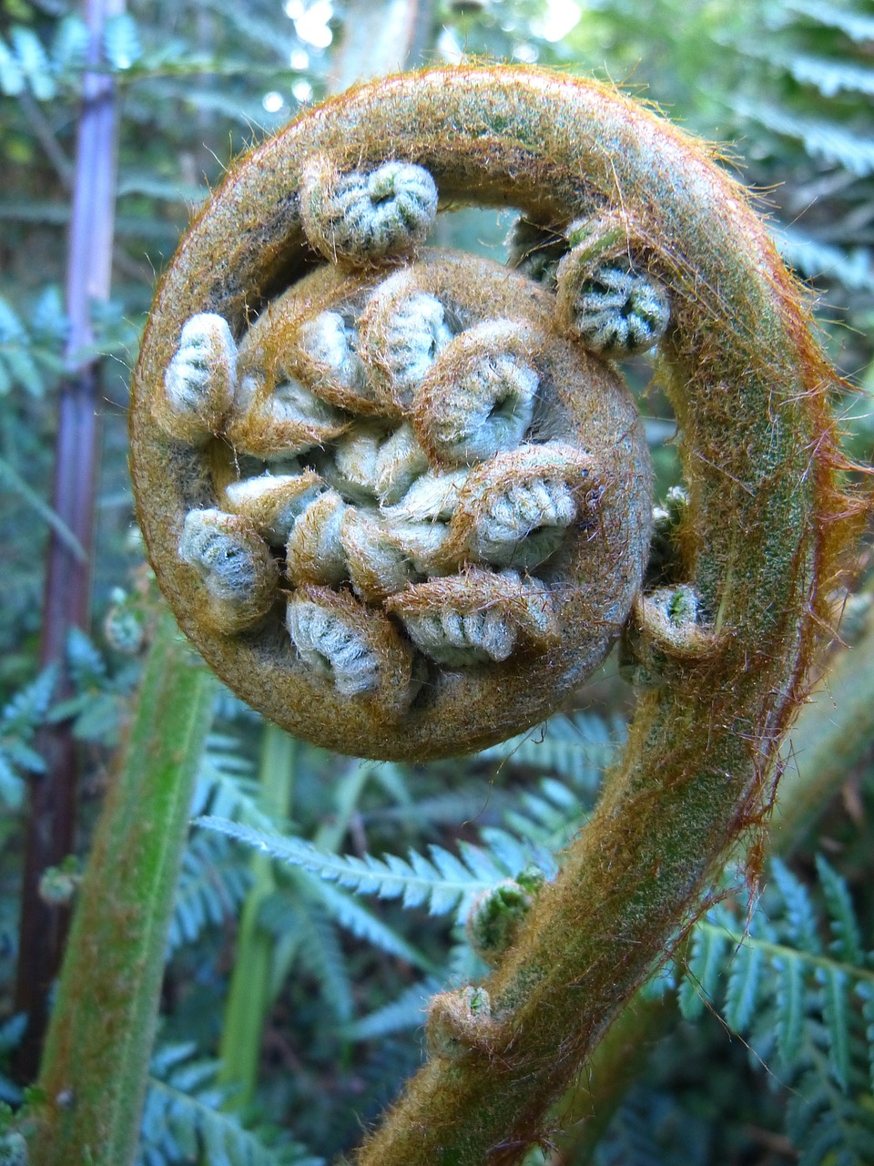 fern plant fiddlehead free photo