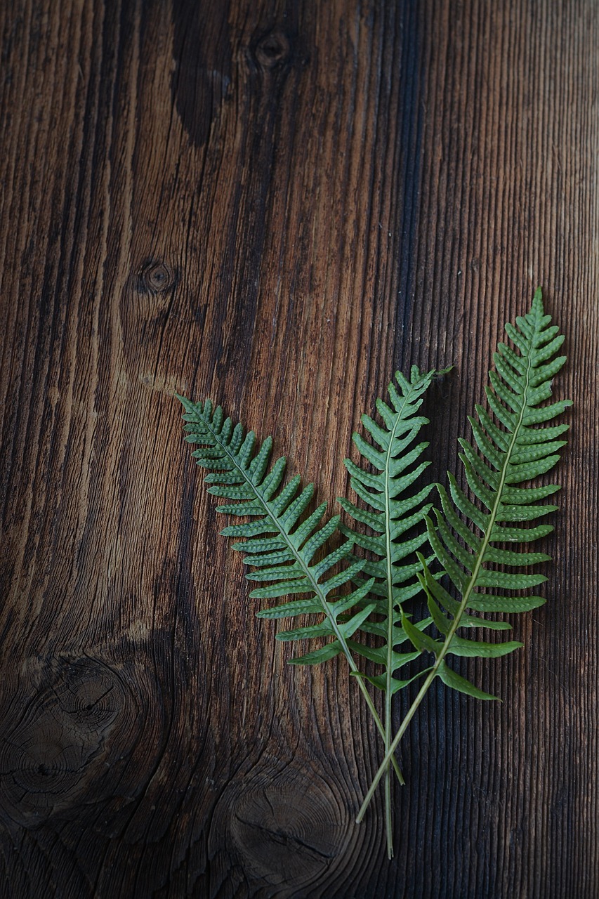 fern small fern green free photo