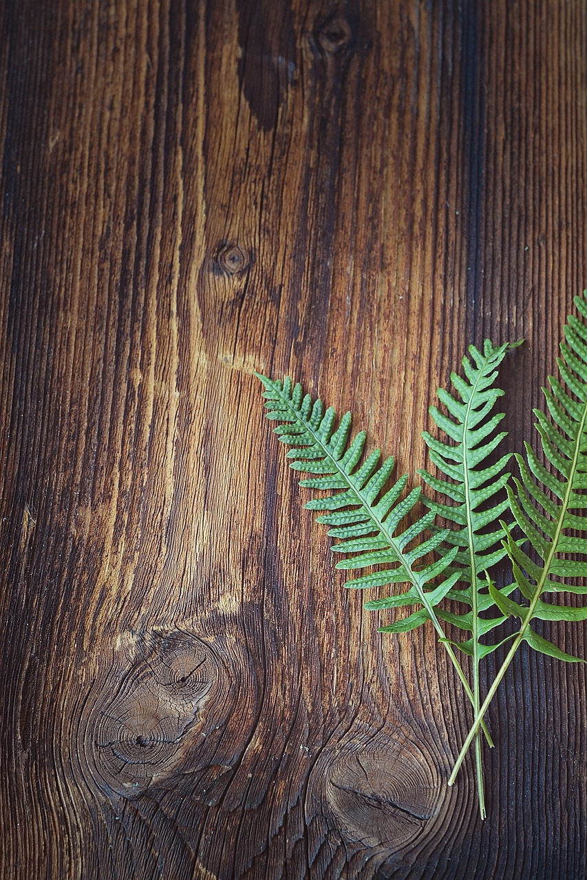 fern green plant free photo