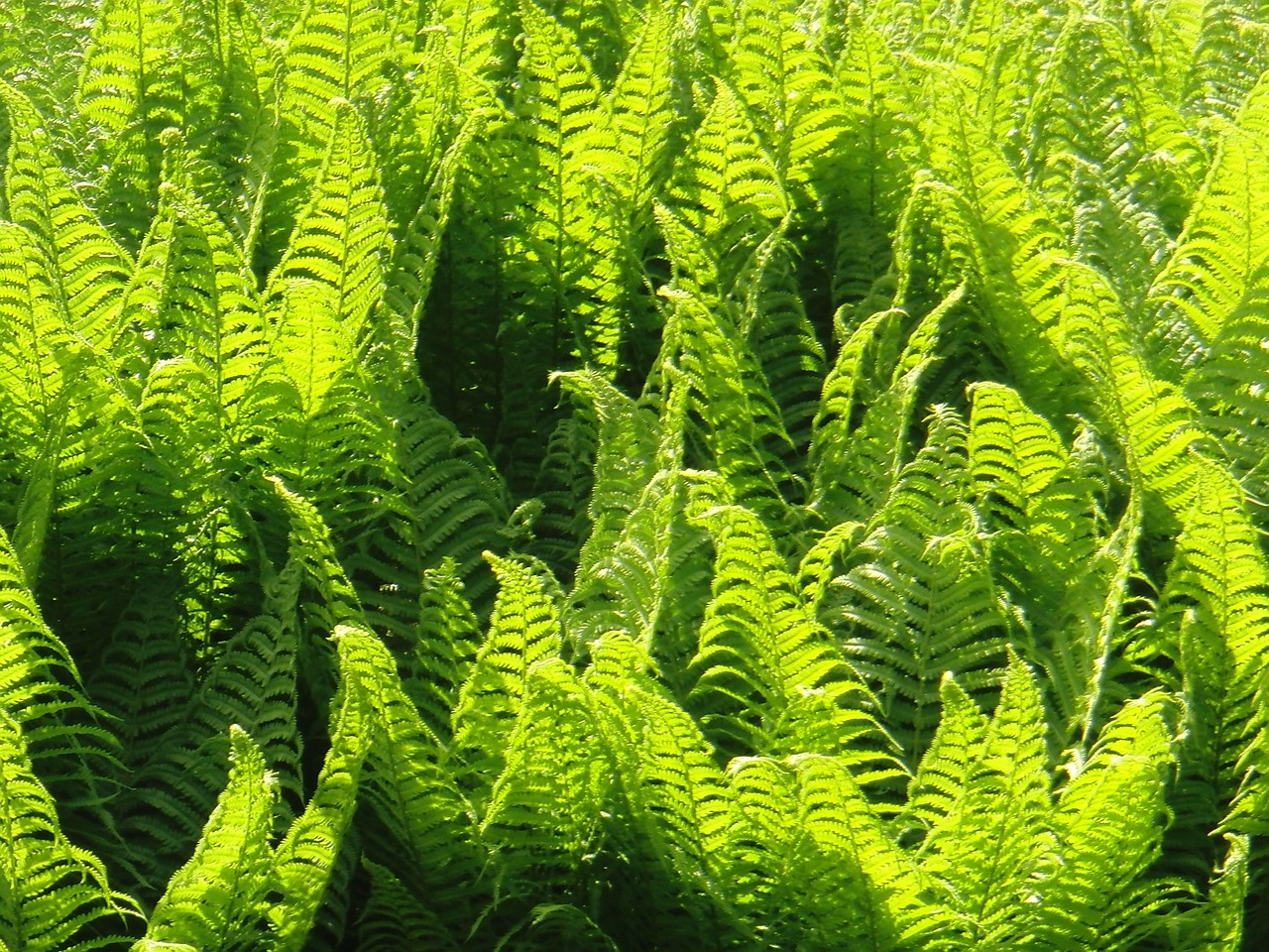 fern plant nature free photo