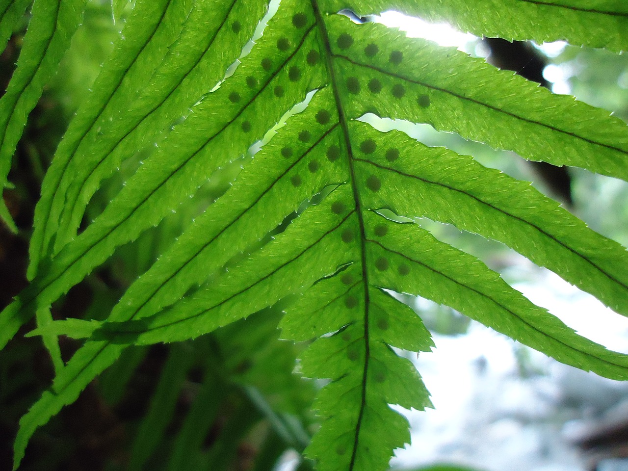 fern pacific northwest washington state free photo