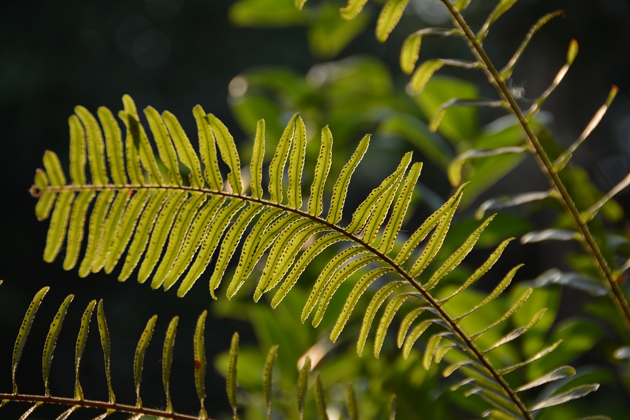 fern leaf nature free photo