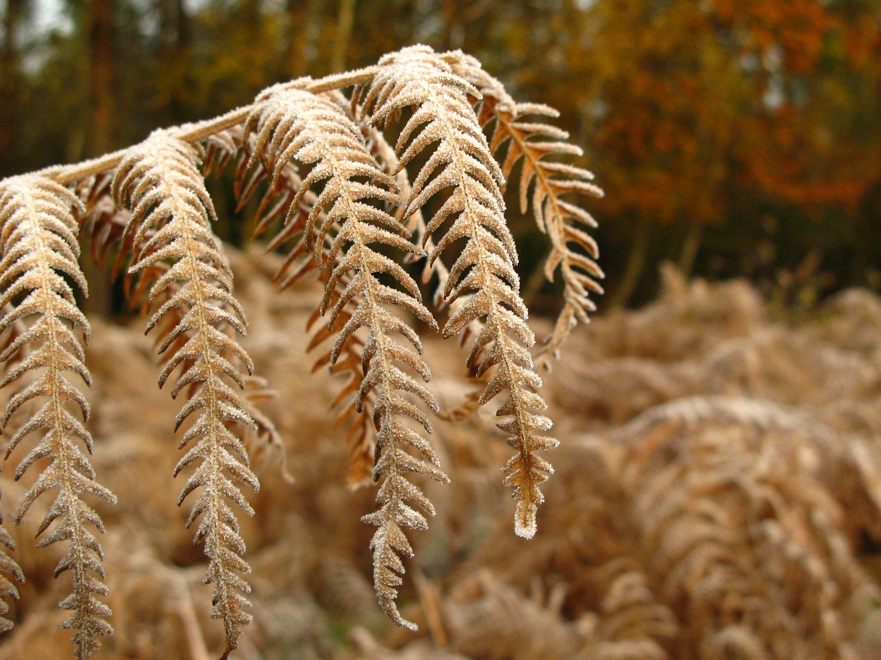 fern frost winter free photo