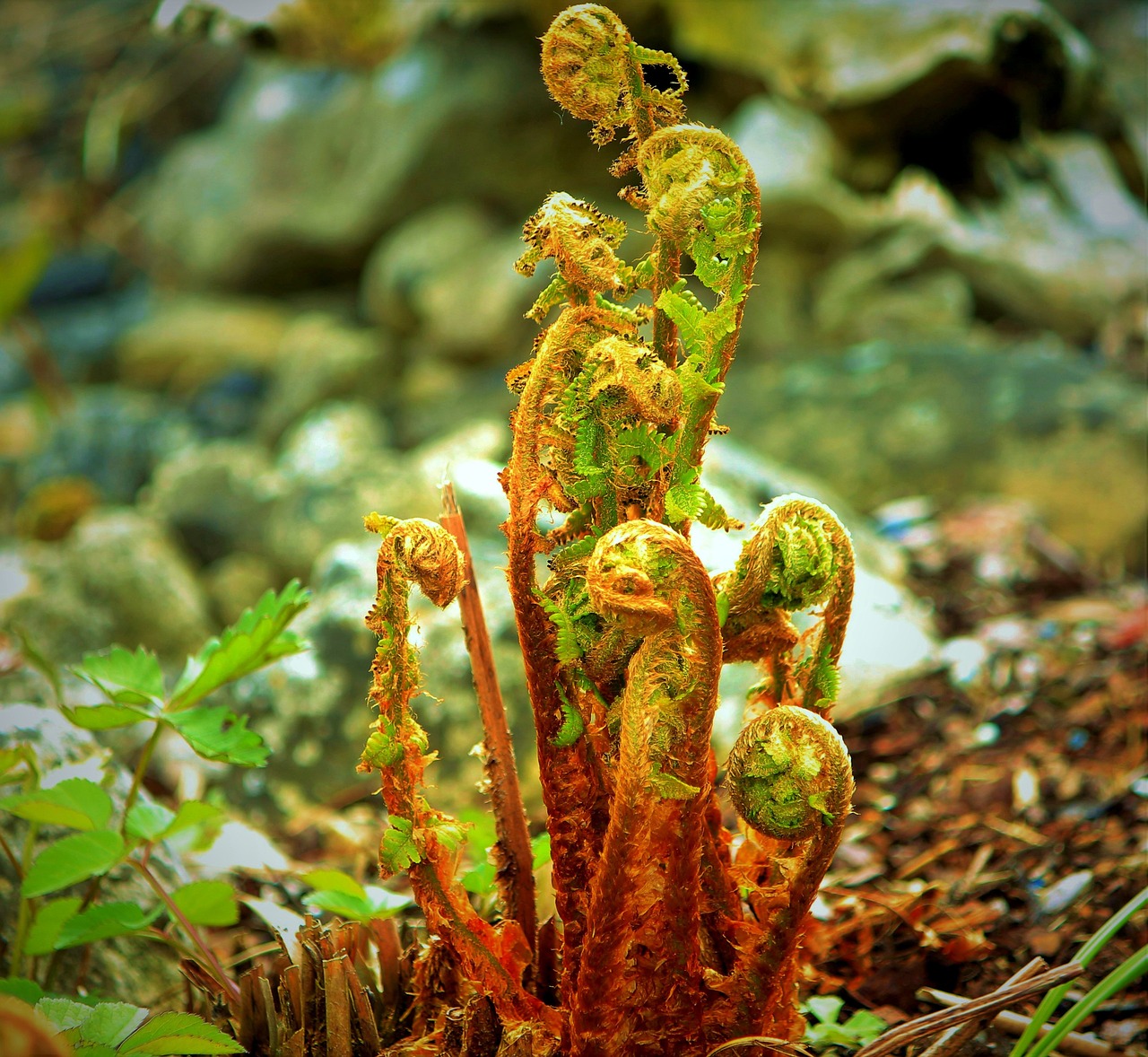 fern sprout green free photo