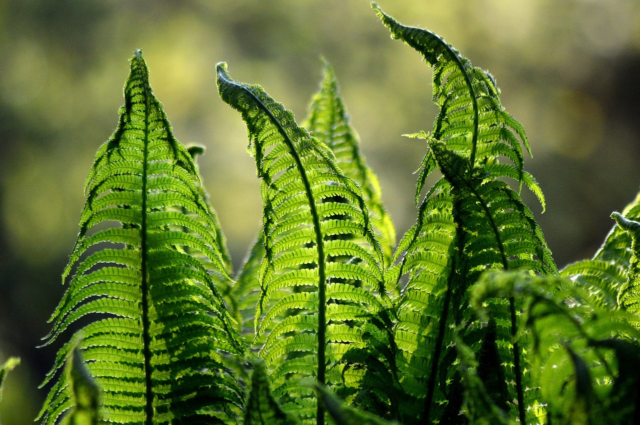 fern ferns green free photo