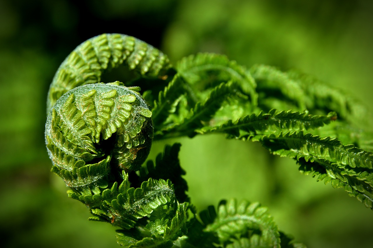 fern plant green free photo