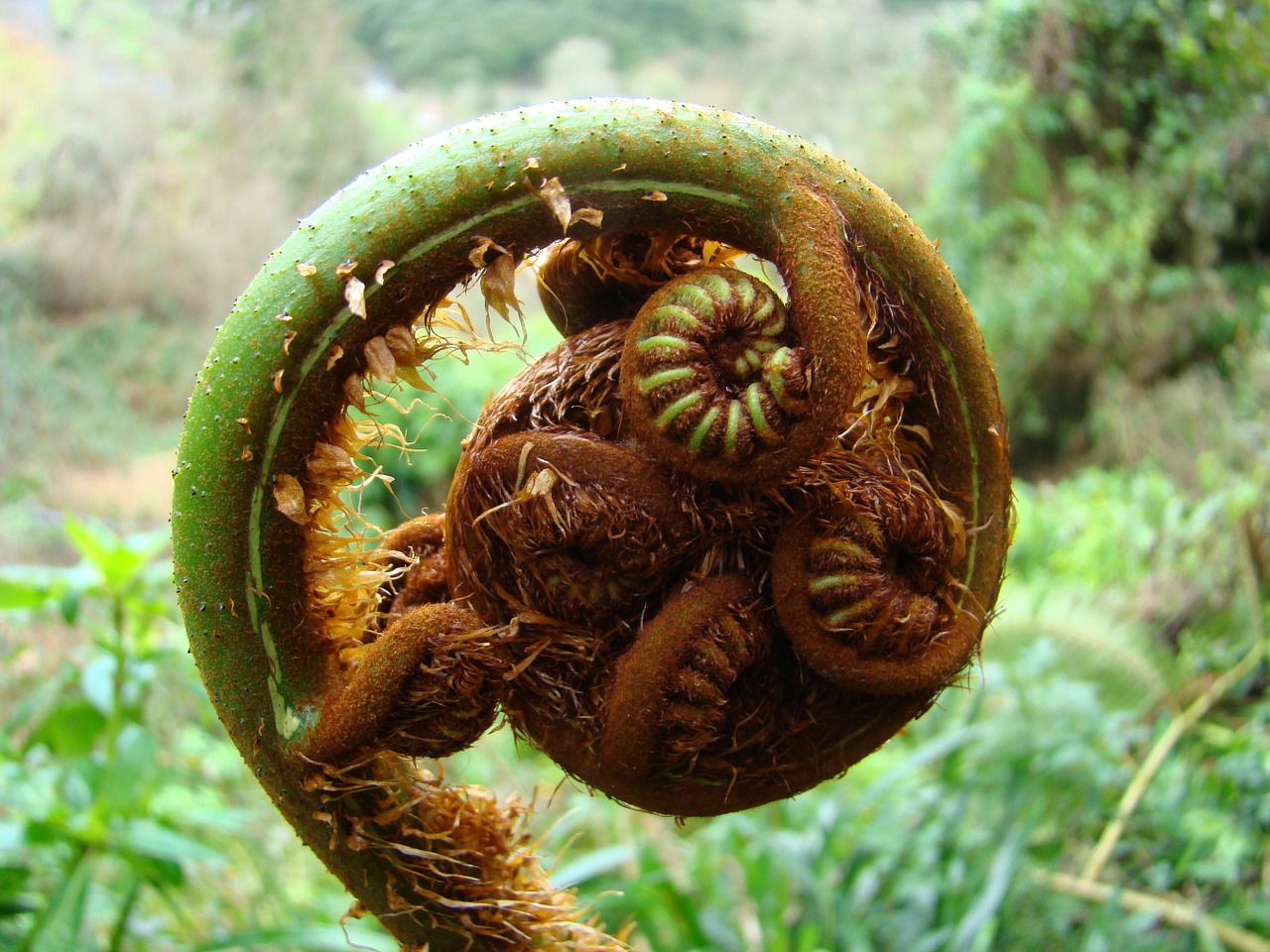 fern plant garden free photo