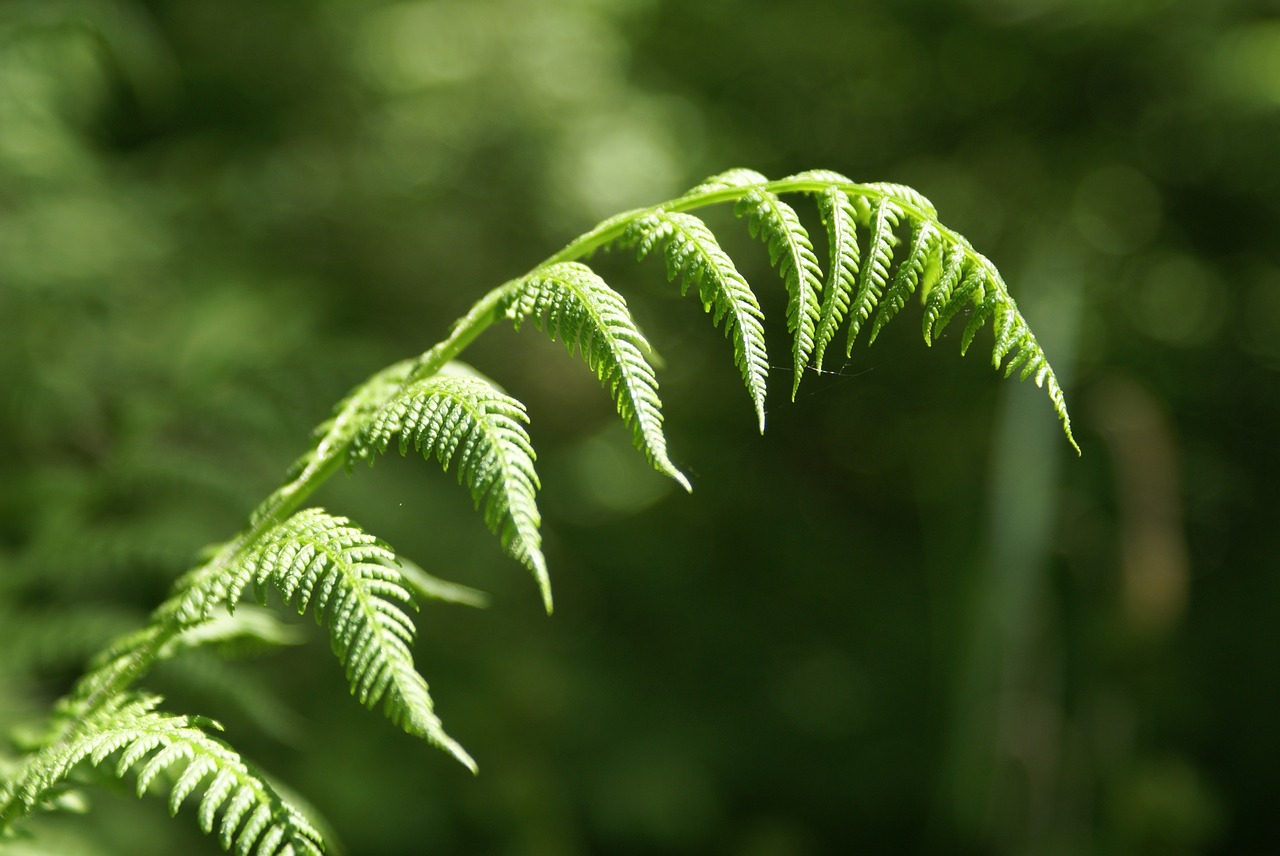 fern forest green free photo