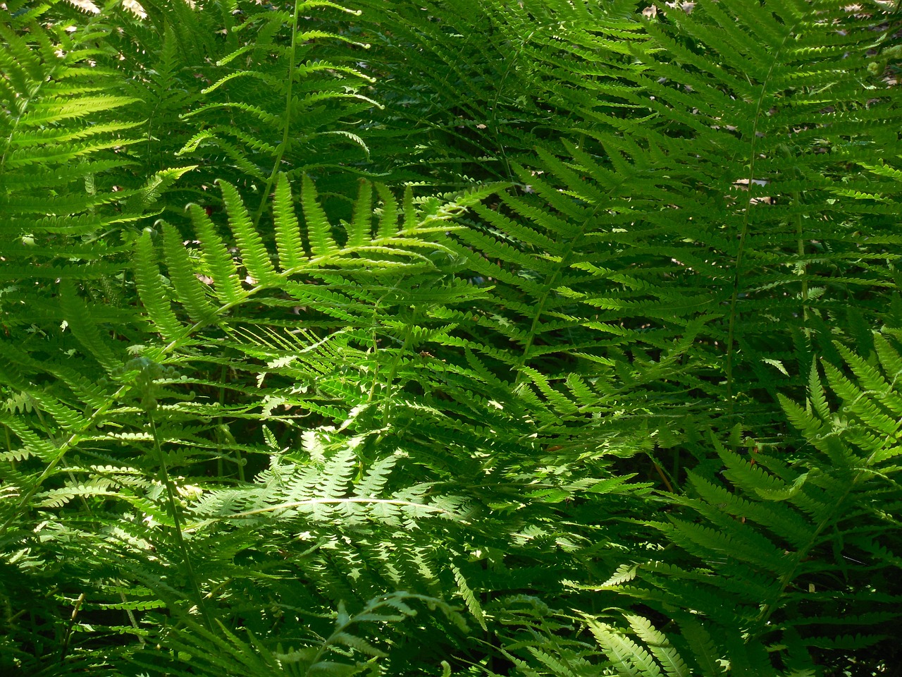 fern plant nature free photo