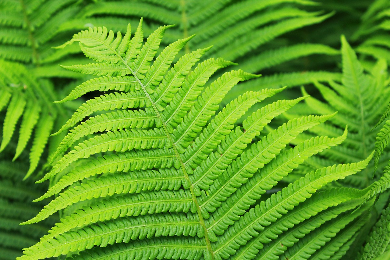 fern plant green free photo