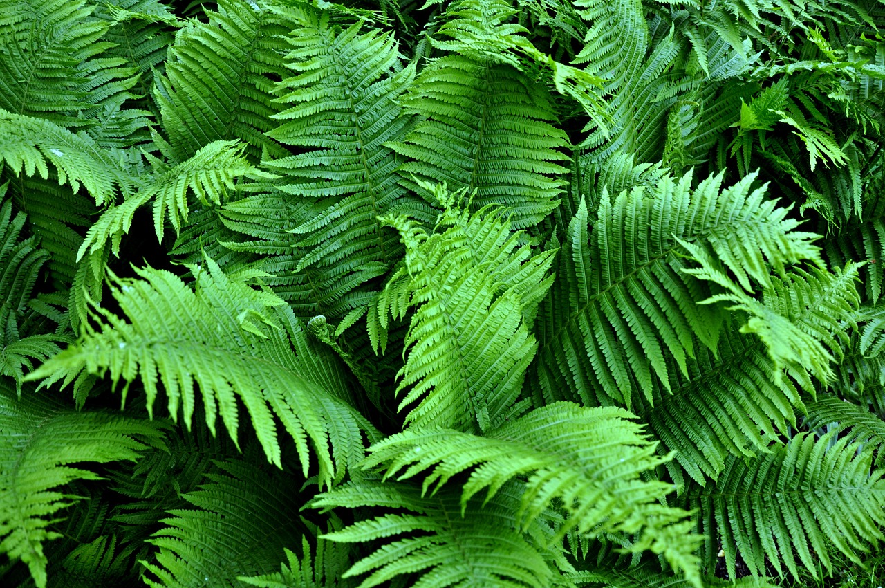 fern plant growth free photo