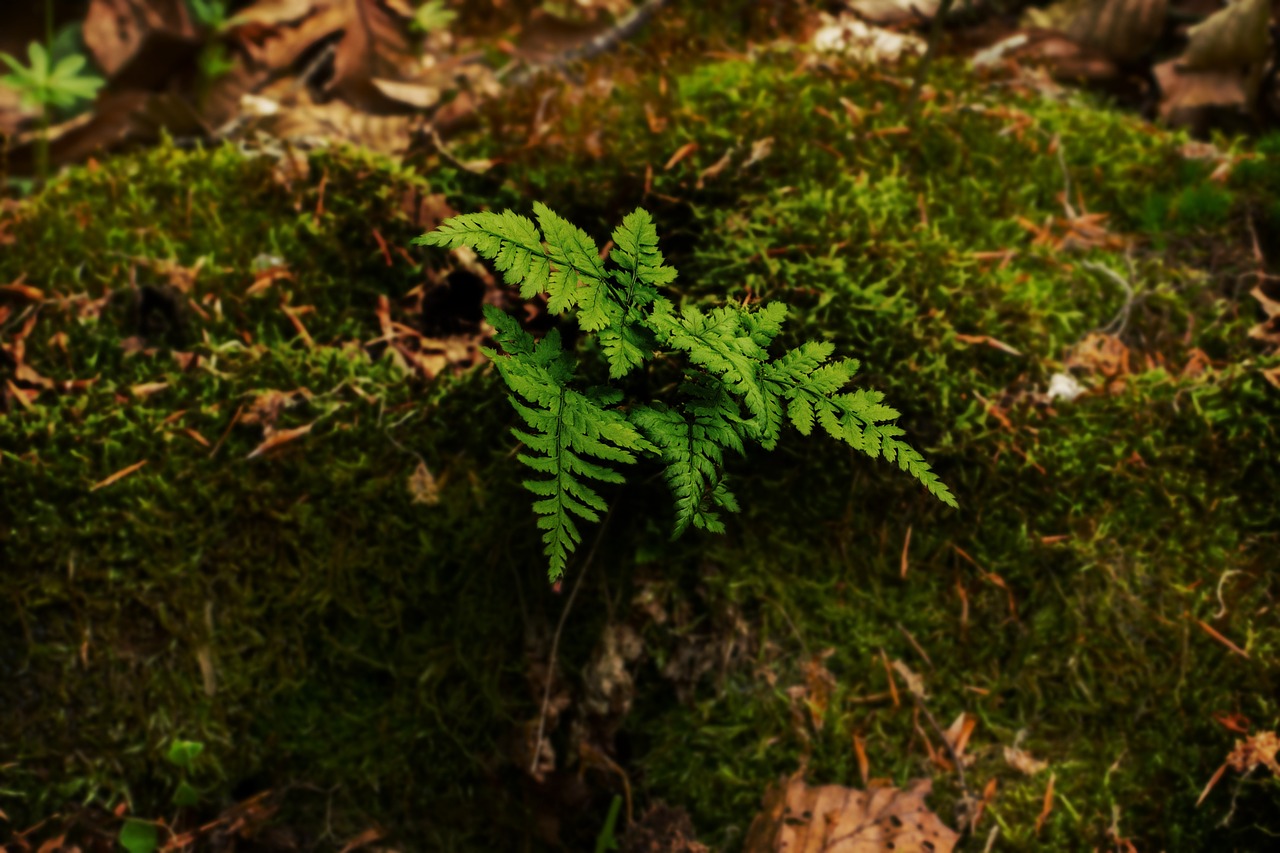 fern moss tree stump free photo