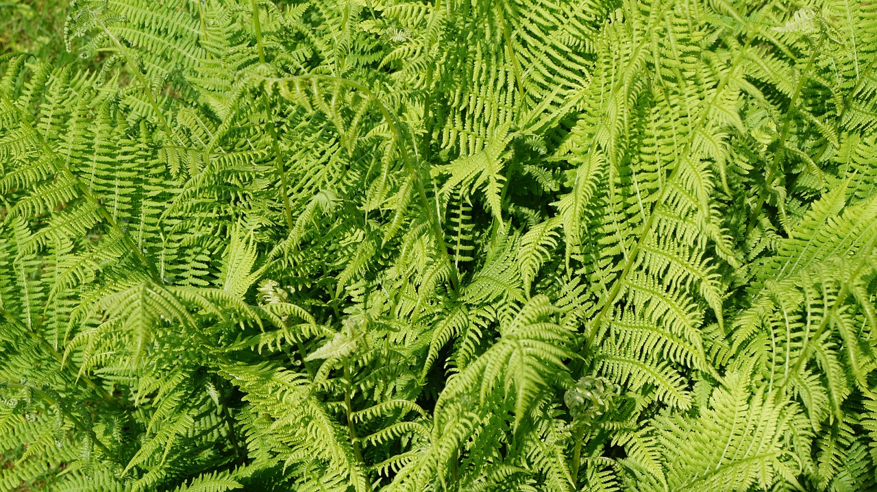 fern green plant free photo