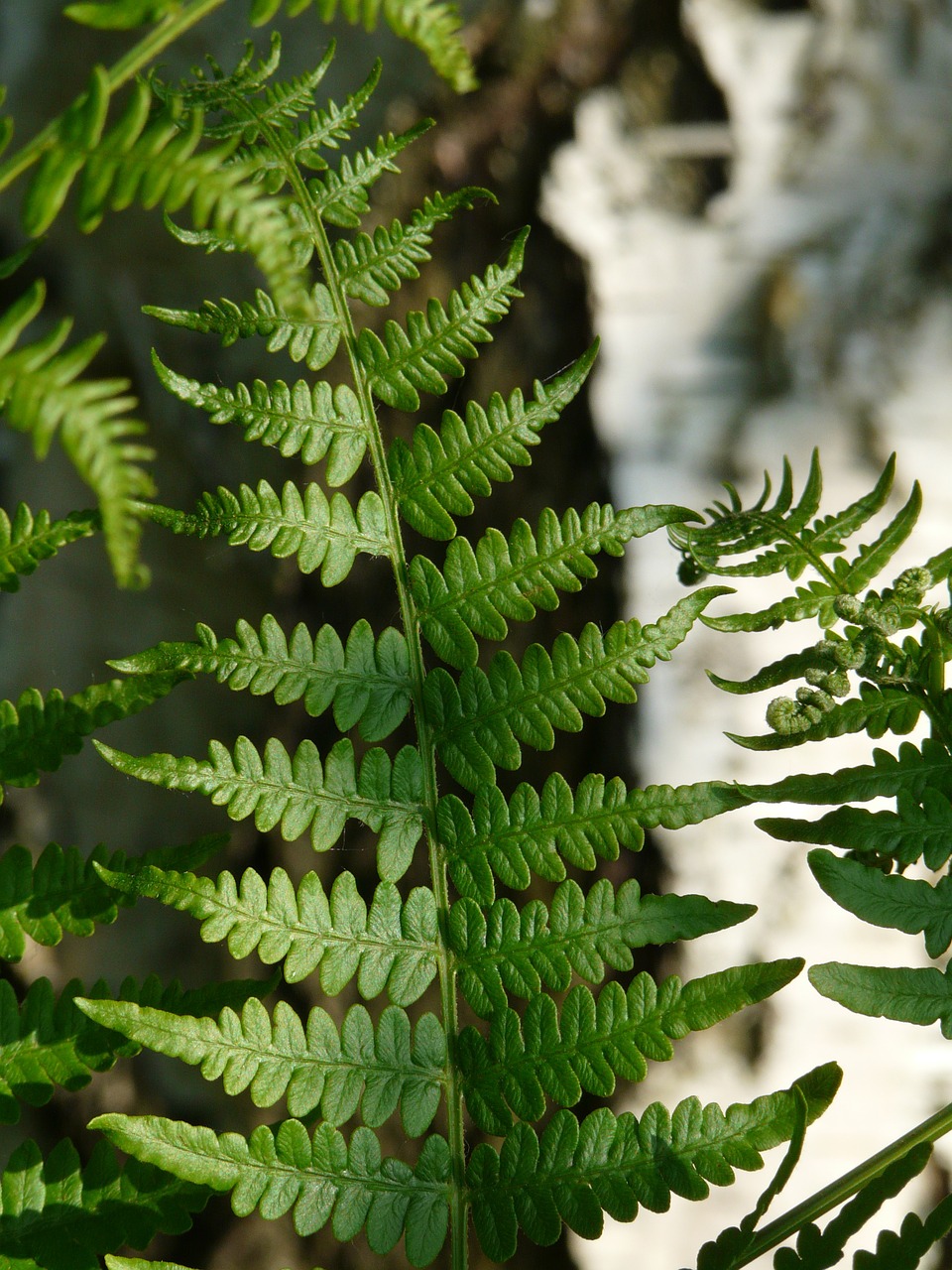 fern bracken leaf detail free photo