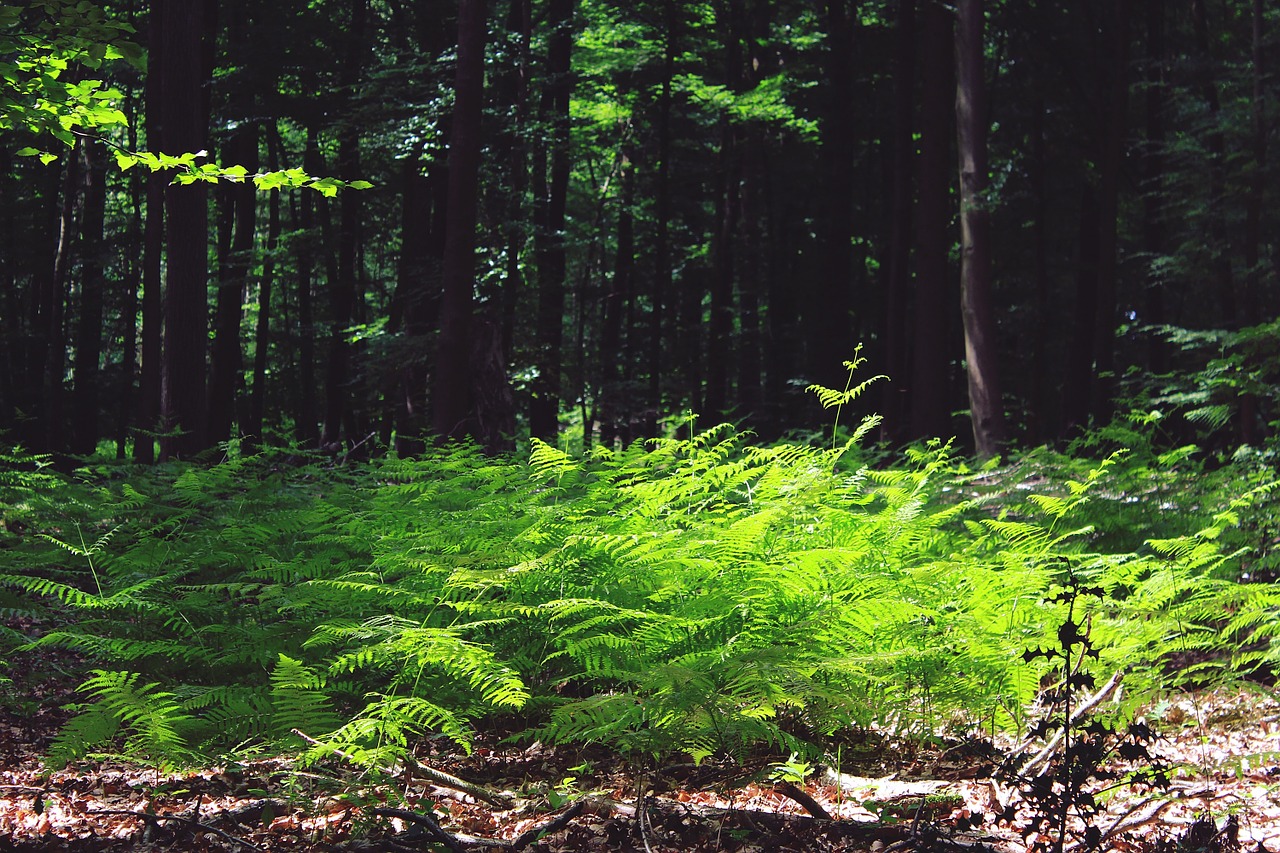 fern forest trees free photo