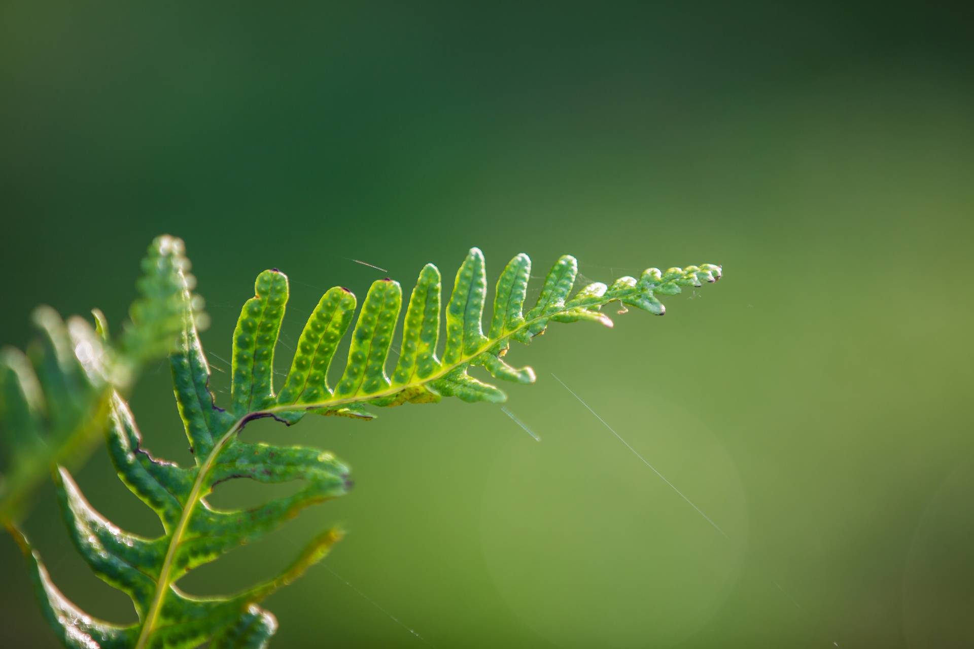 fern green nature free photo