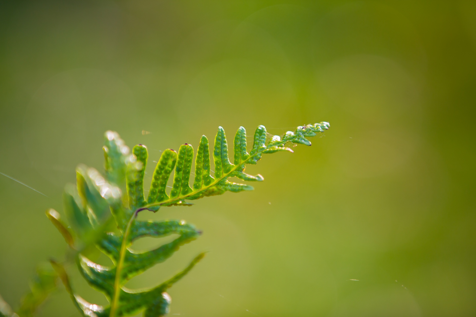 fern green nature free photo