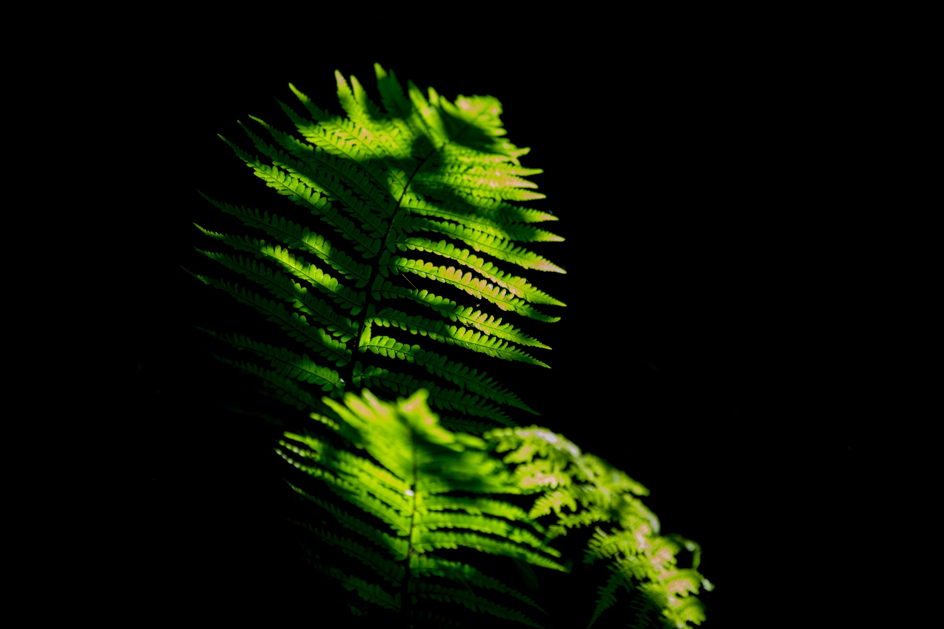 fern green nature free photo