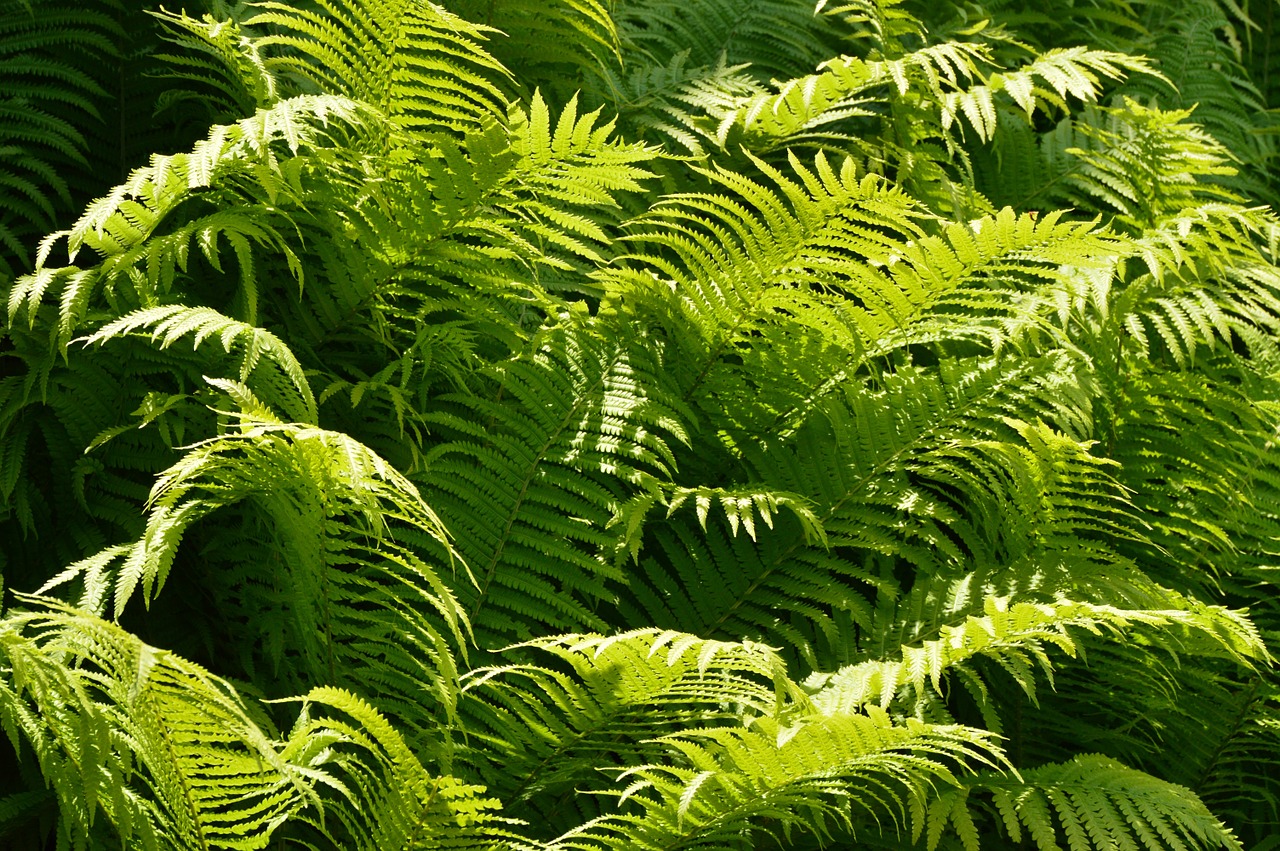 ferns green stuff sunbeam free photo
