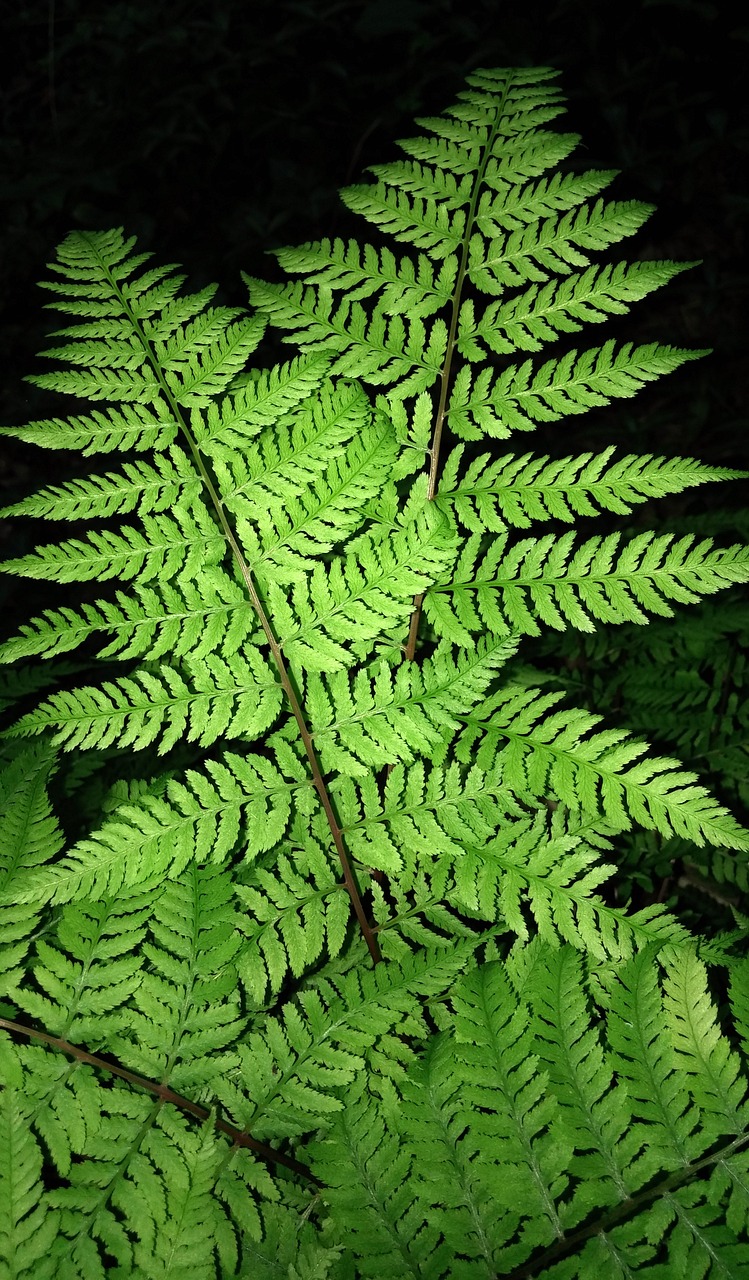 fern frond hay scented fern free photo