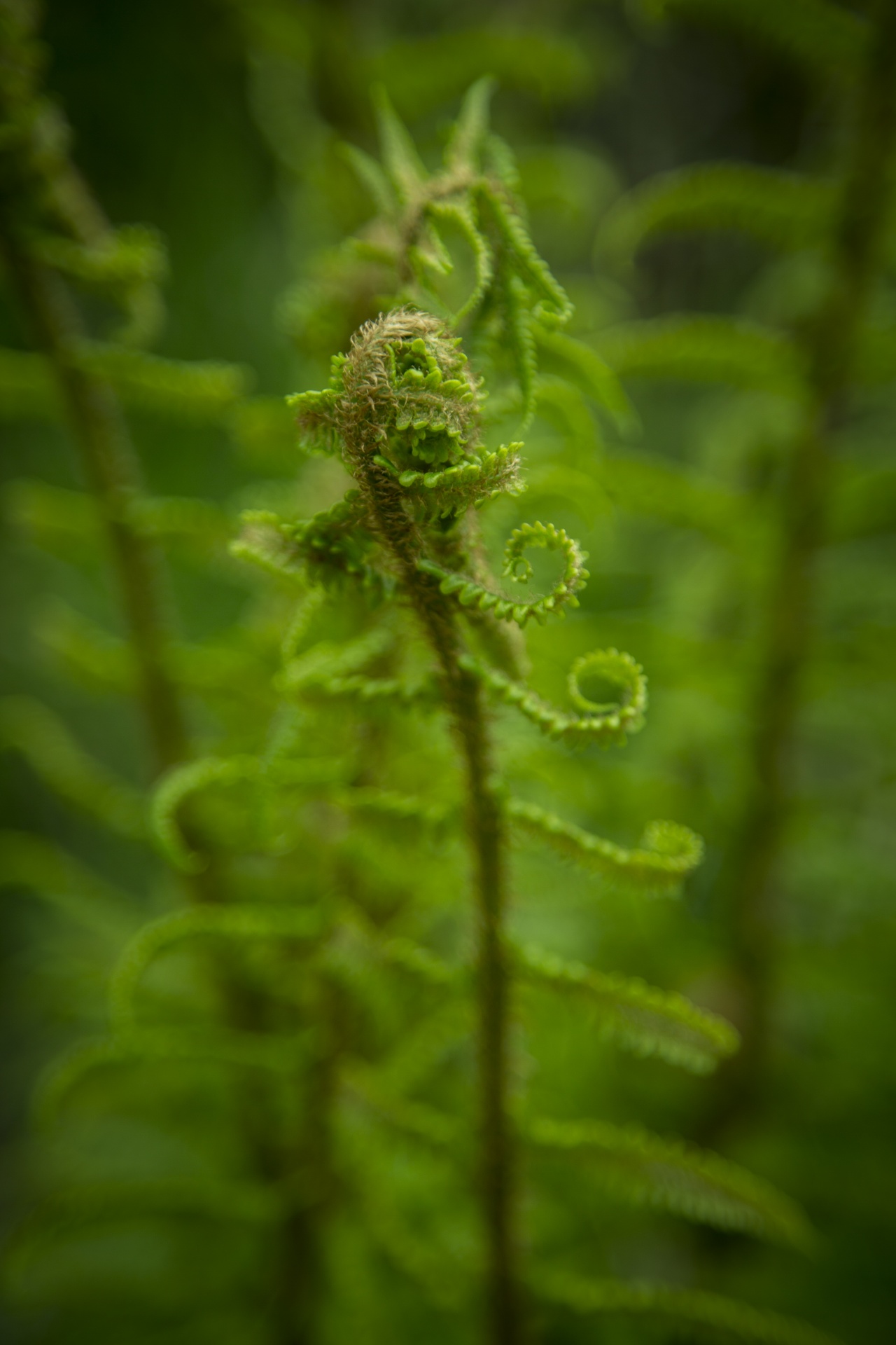 fern green nature free photo