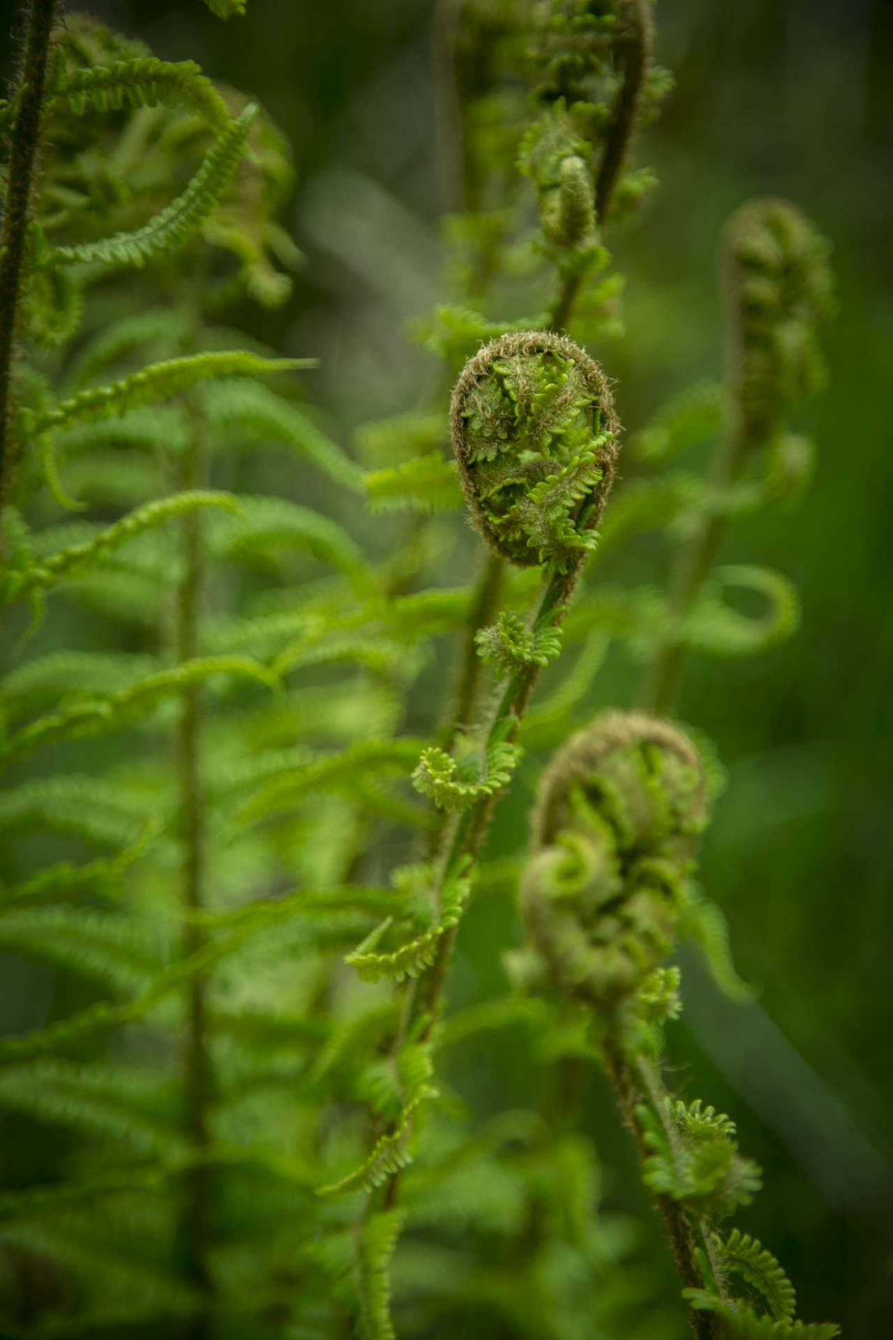 fern green nature free photo