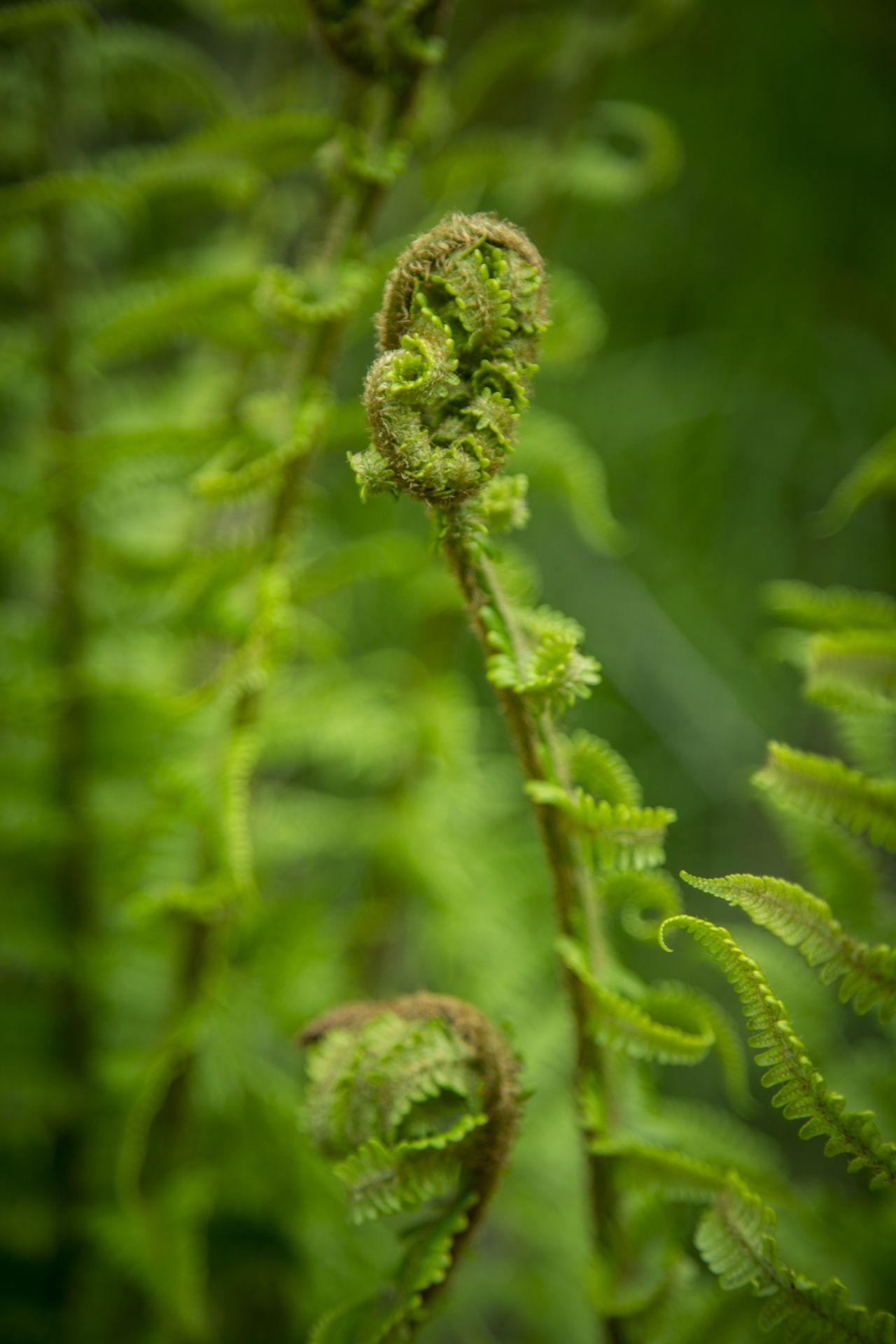 fern green nature free photo