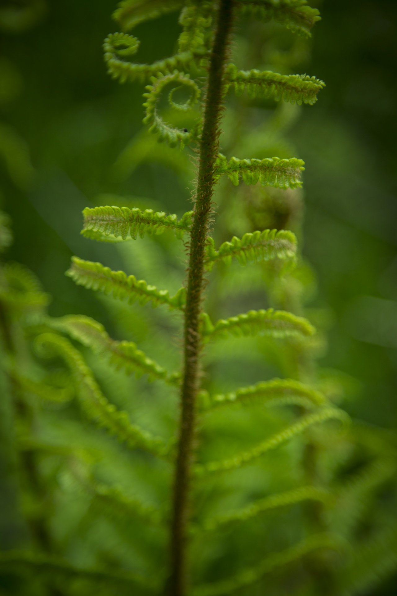 fern green nature free photo