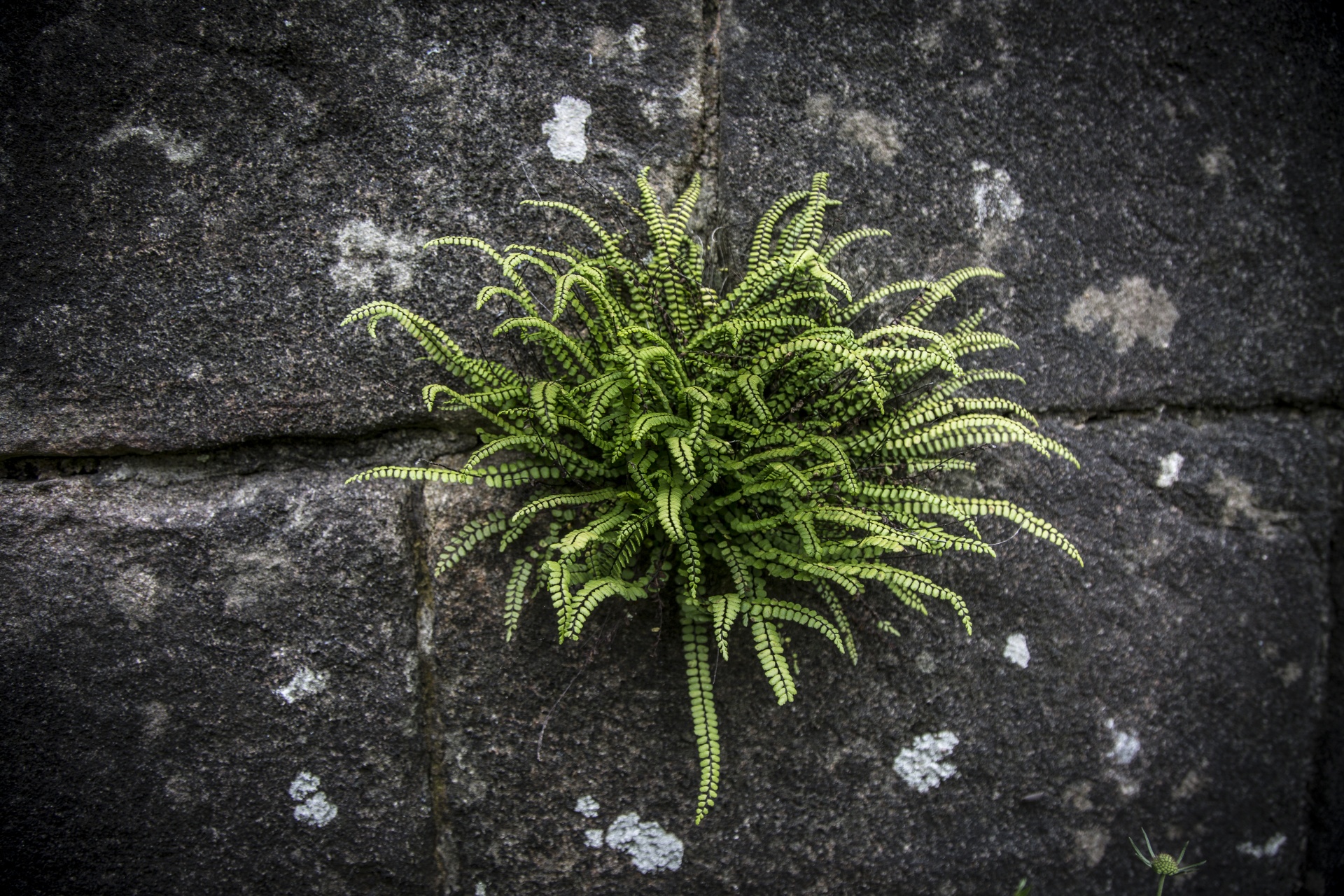 fern green nature free photo