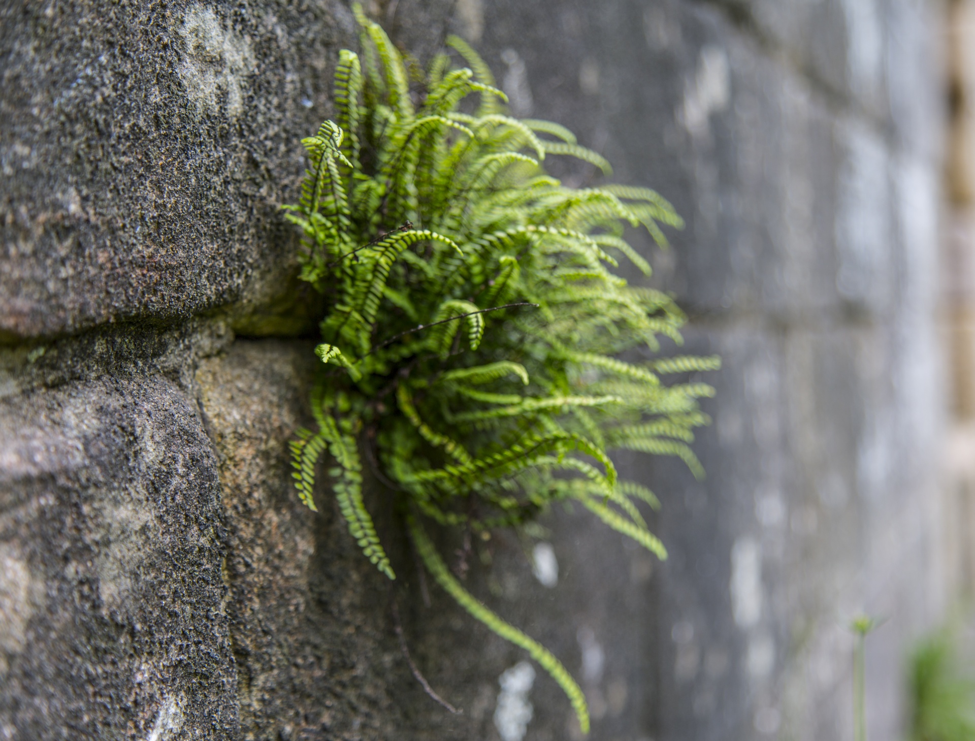 fern green nature free photo