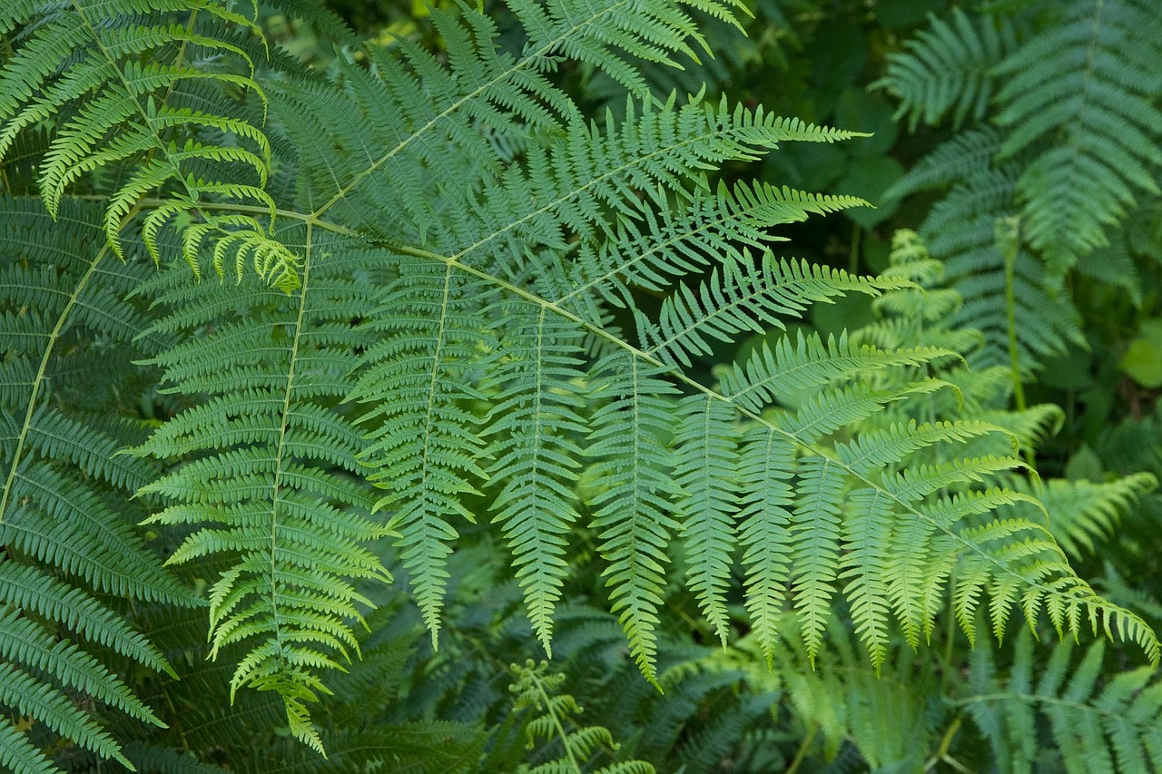 fern leaves green free photo