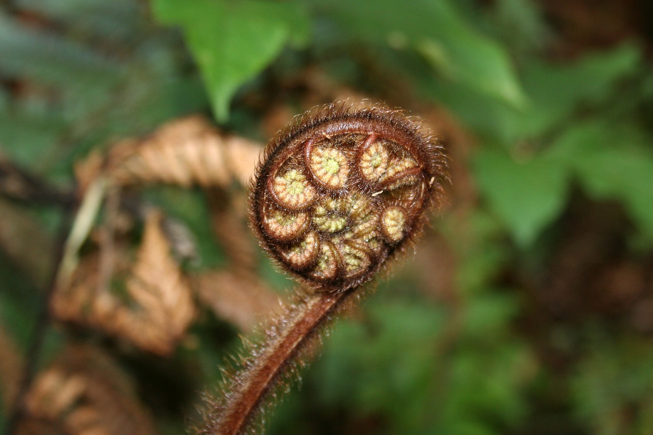 fern closed fern nature free photo