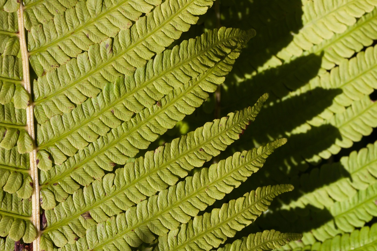 fern fiddlehead green free photo