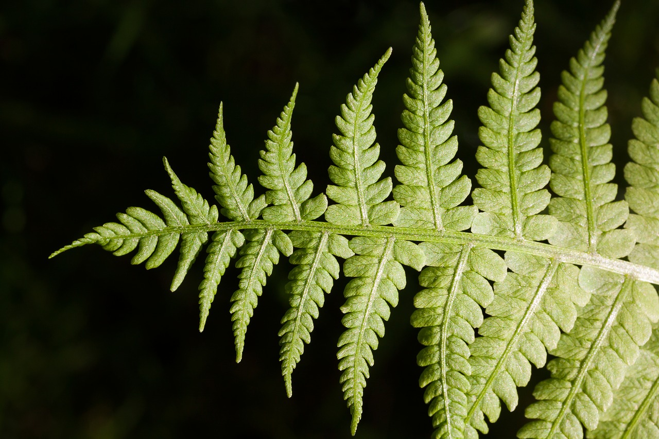 fern fiddlehead green free photo