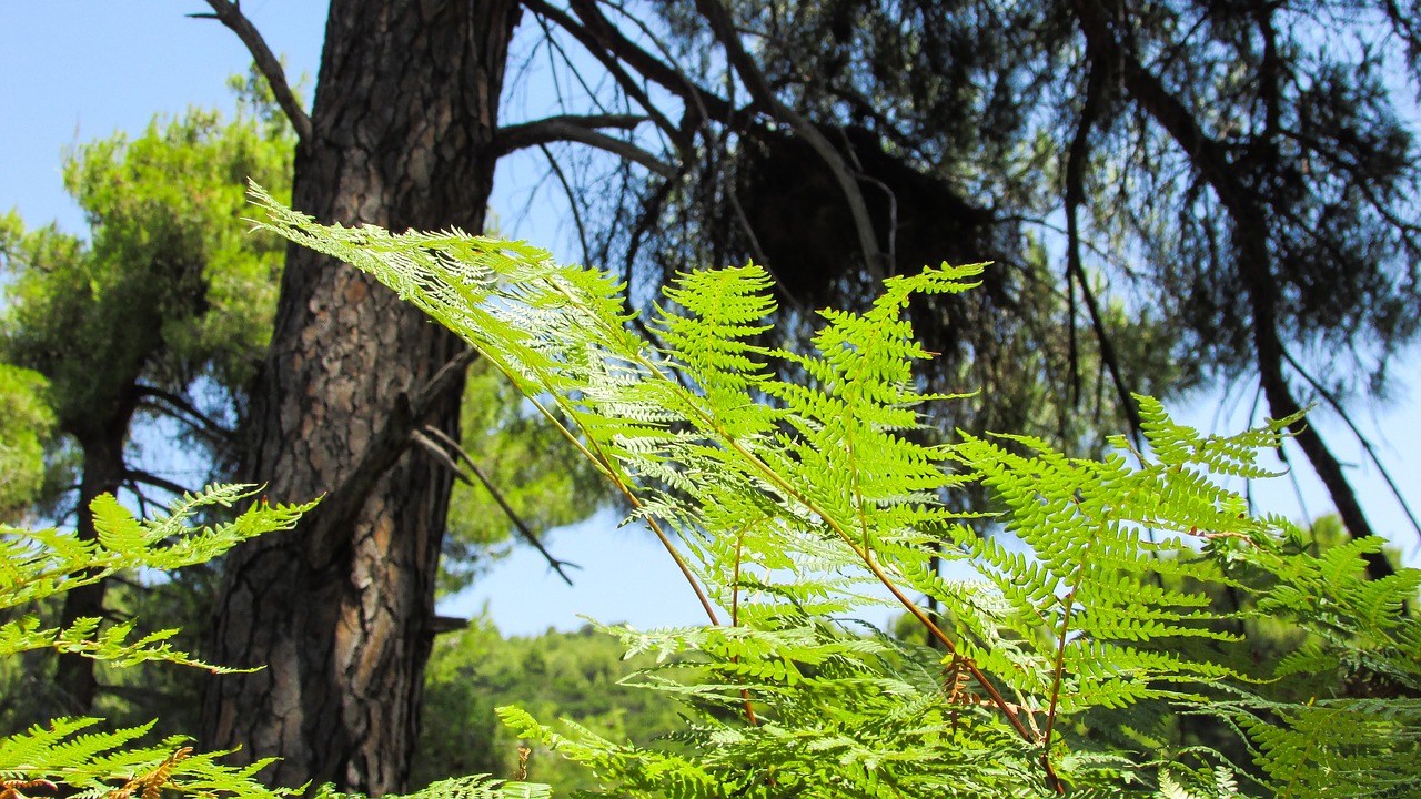 fern forest nature free photo