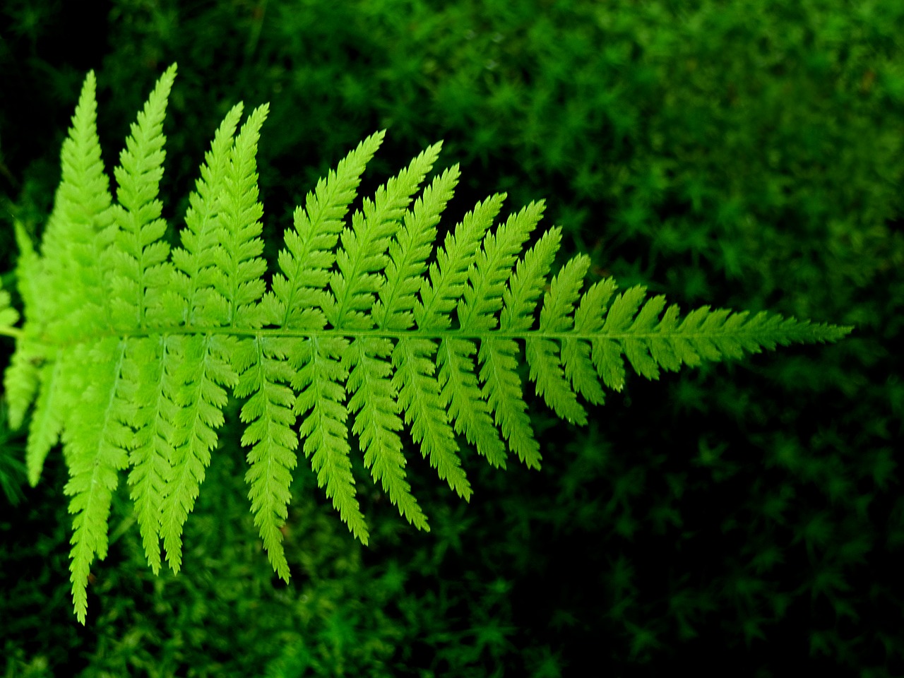 fern bracken green free photo