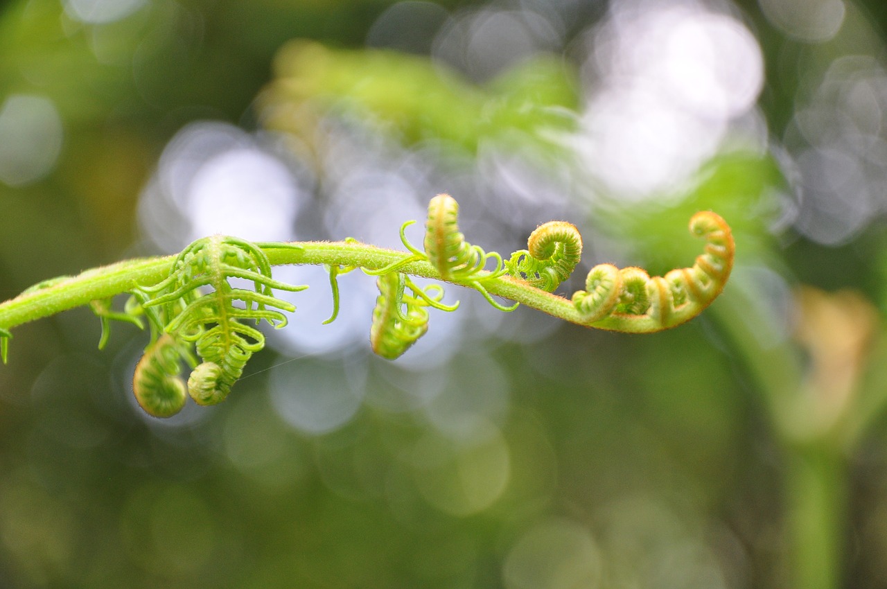 azores nature forest free photo