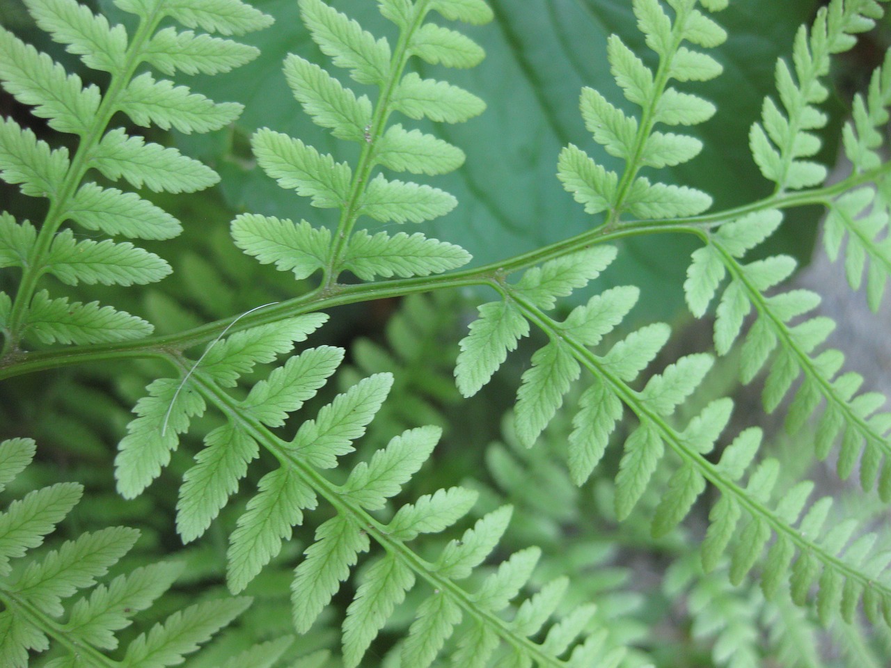 fern woodland leaf free photo