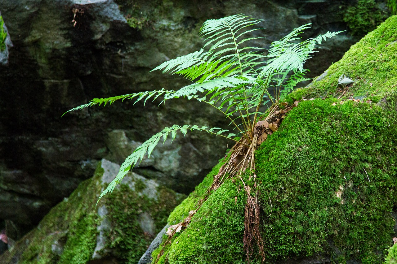 fern forest moss free photo