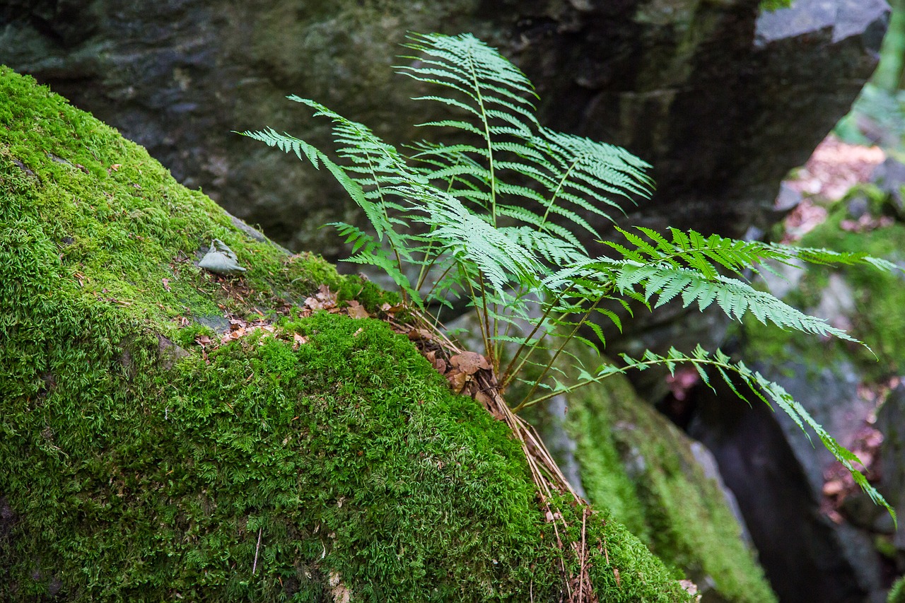 fern forest moss free photo