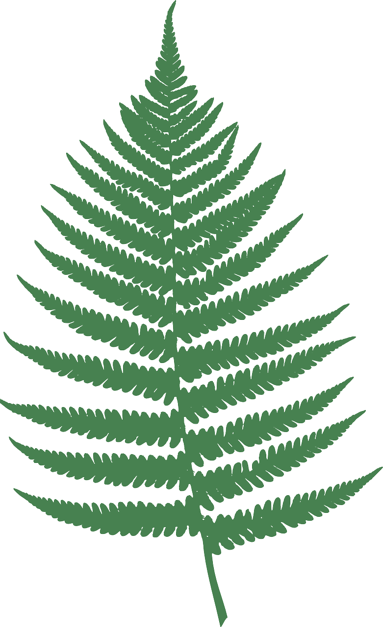 fern leaf nature free photo