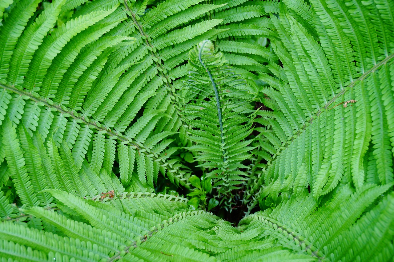 fern nature forest free photo