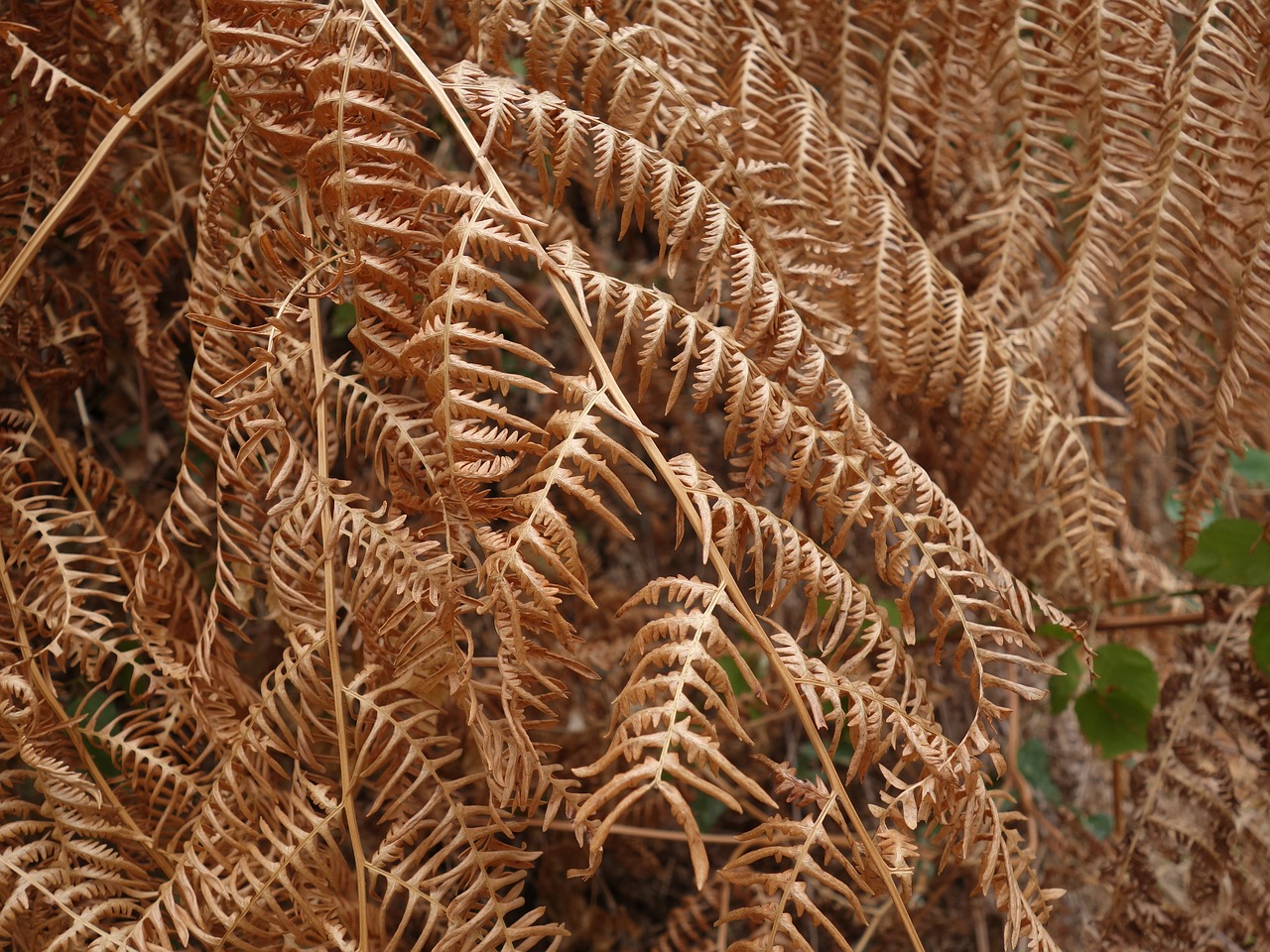 fern dry heat free photo