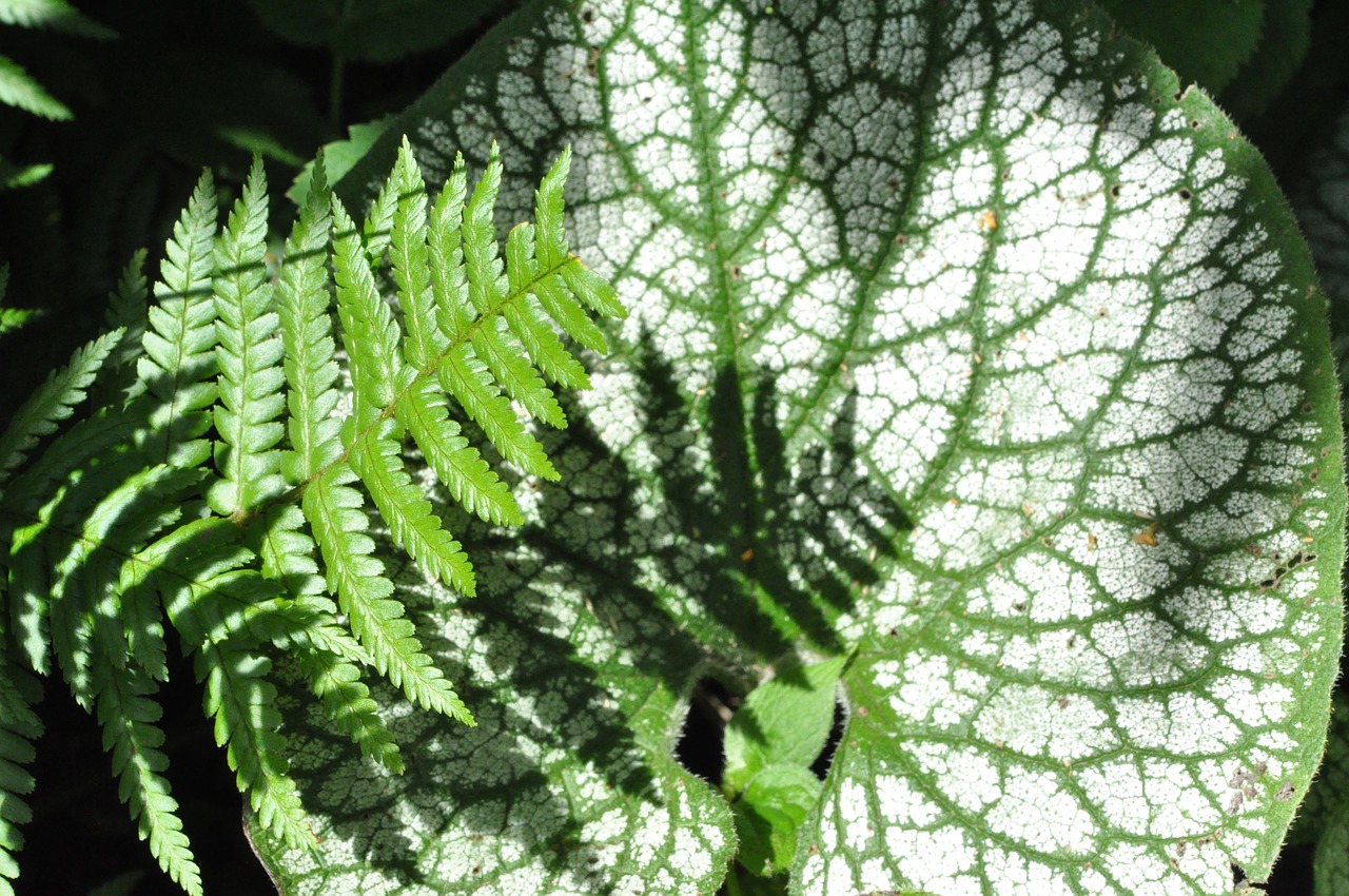 fern caucasus forget-me-not macro free photo